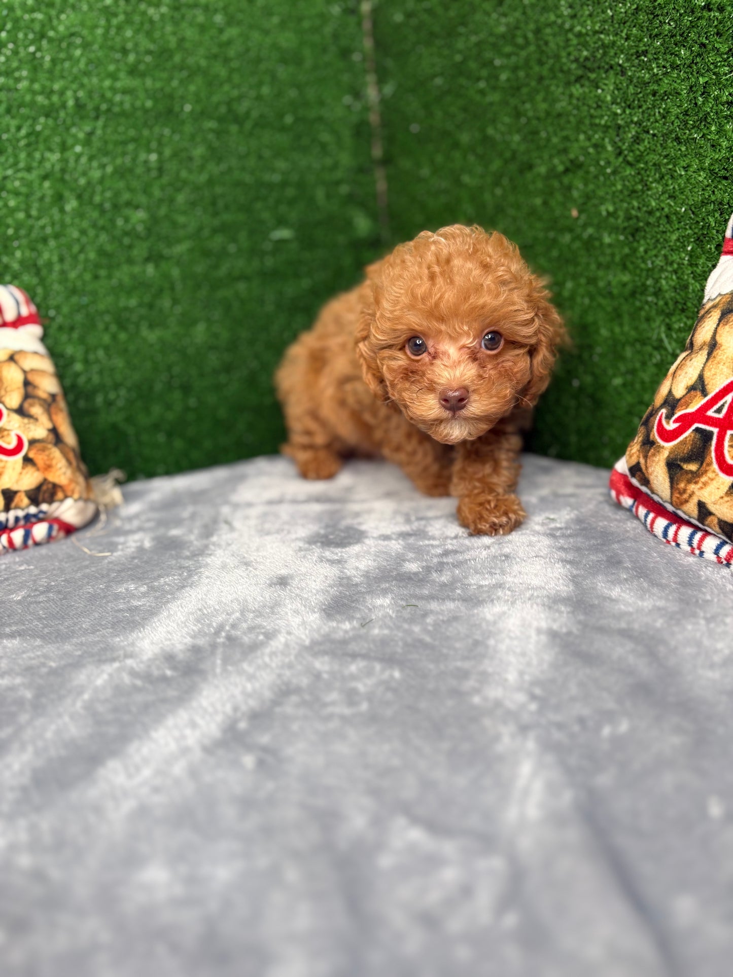 Major The Micro Poodle (Deposit Only ‼️Please Read The Description Below‼️)