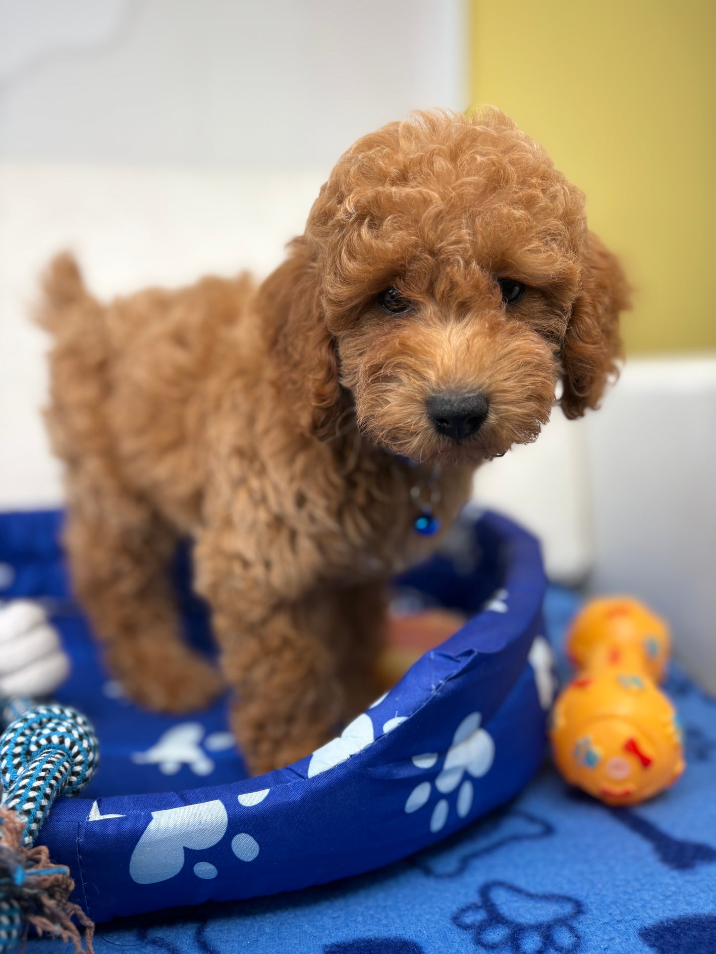 Male Apricot Toy Poodle ( Deposit Only, Please Read The DESCRIPTION Below‼️)