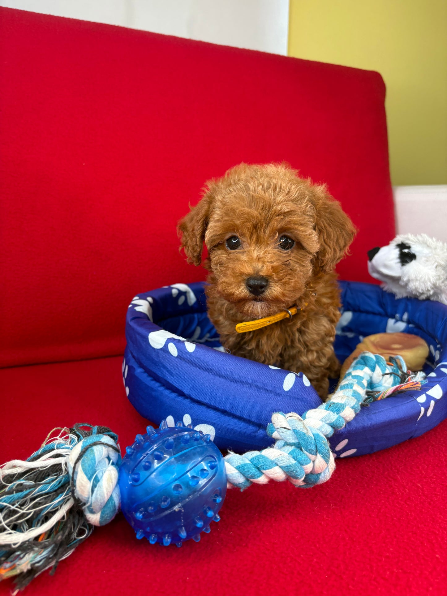 Red Female Teacup Poodle Deposit Only‼️ (Please DESCRIPTION Read Below‼️)