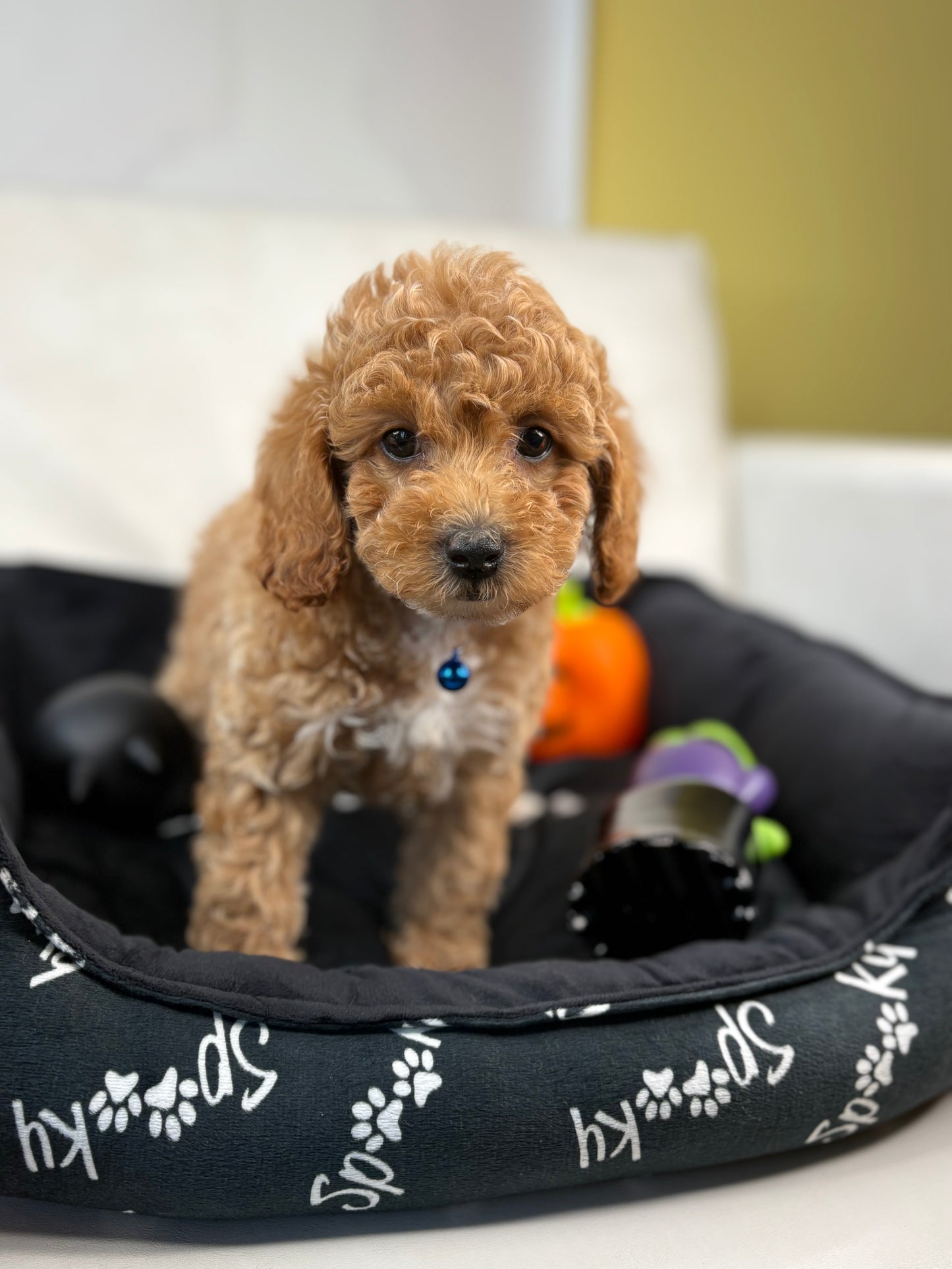 Apricot Female Miniature Poodle (Deposit Only ‼️ Please Read DESCRIPTION Below‼️)