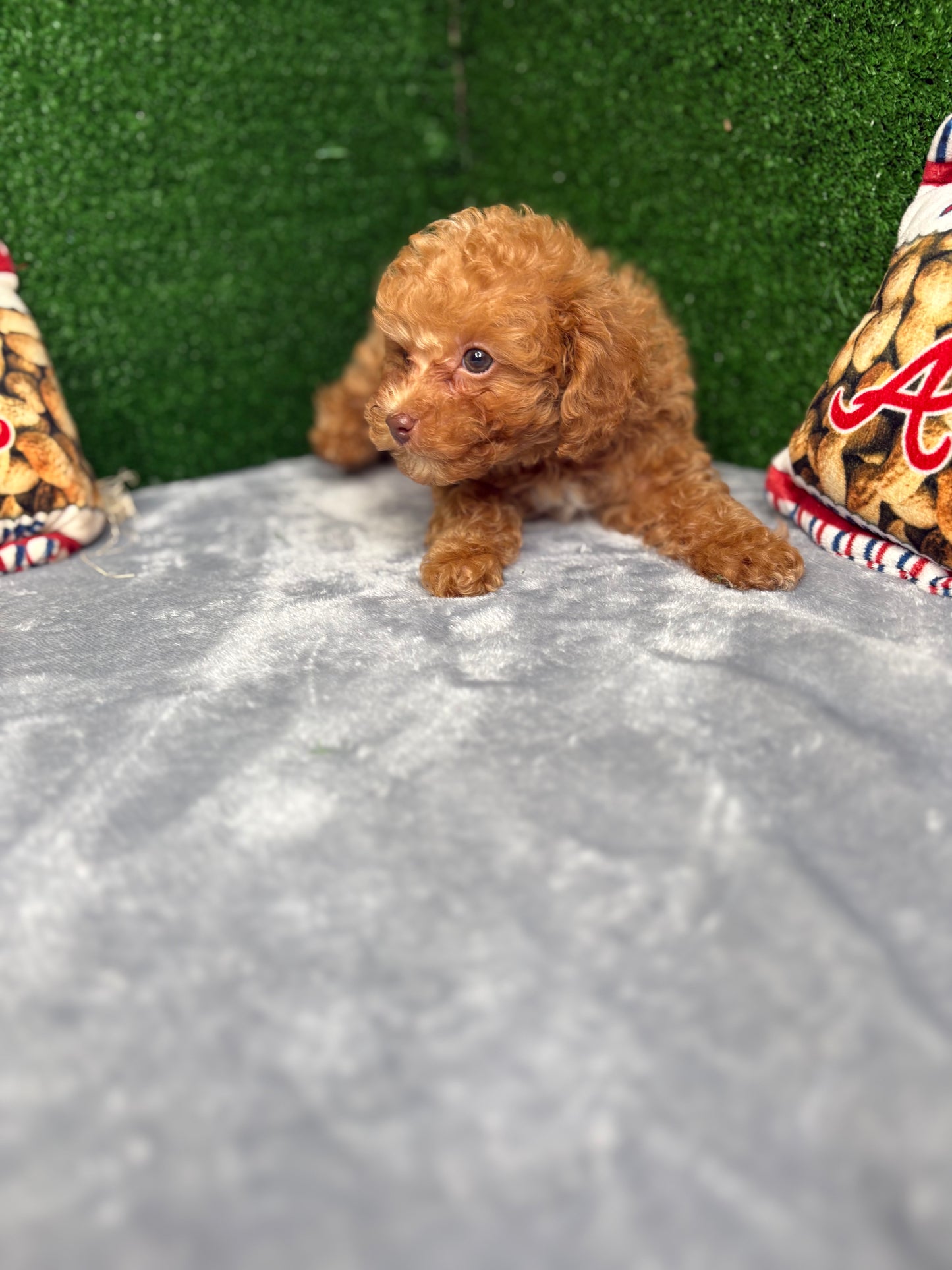 Major The Micro Poodle (Deposit Only ‼️Please Read The Description Below‼️)