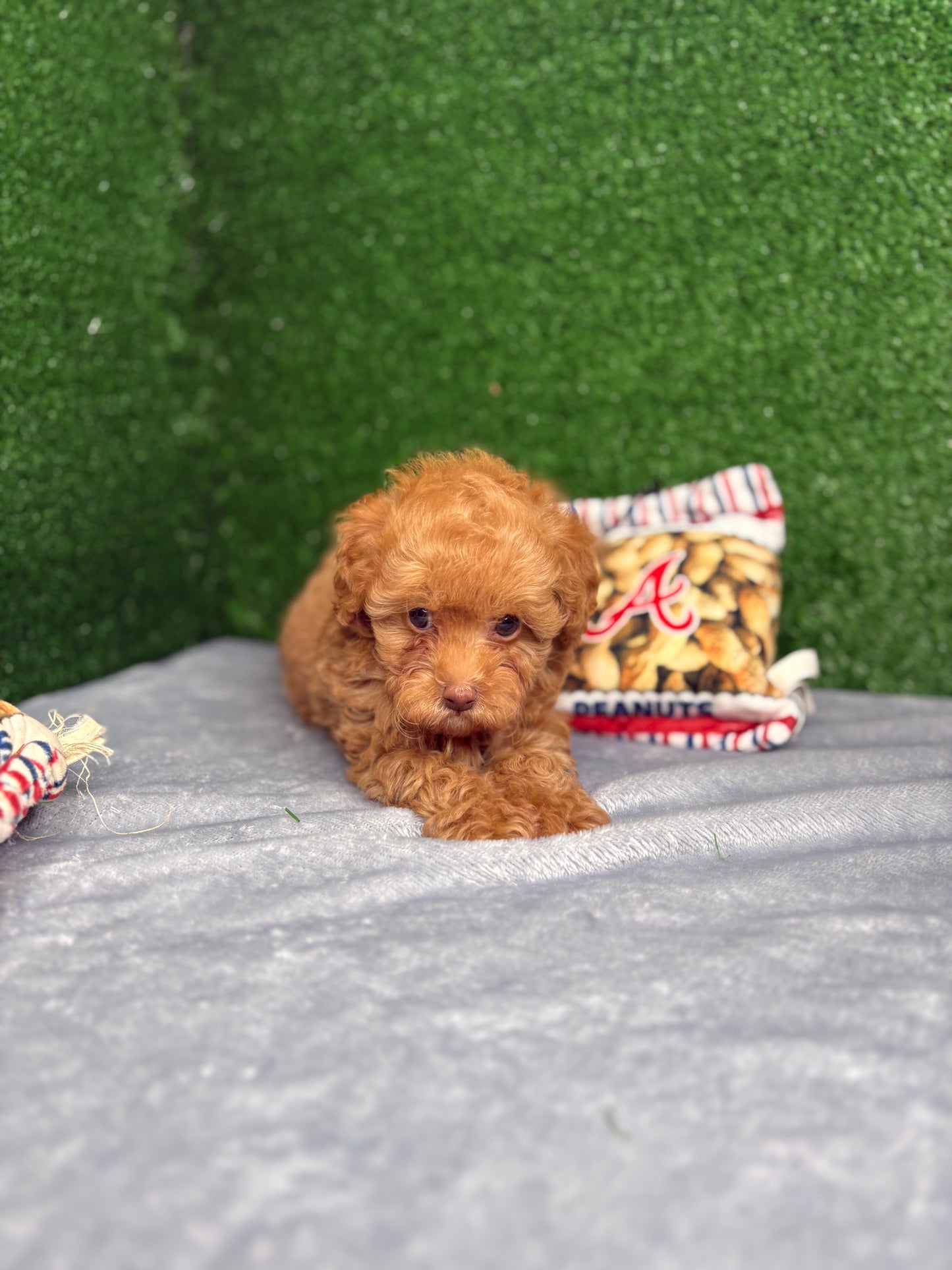 Royal The Apricot Micro Poodle 🐩 (Deposit Only ‼️Please Read The Description Below‼️)