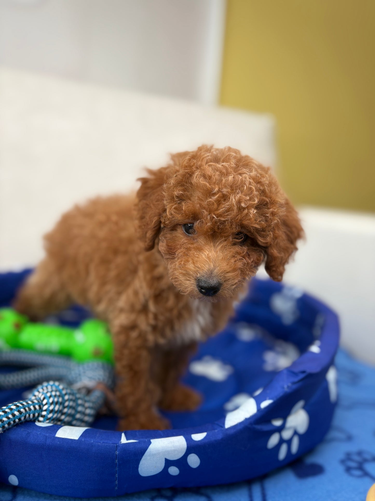 Female Toy Poodle ( Deposit Only, Please Read The DESCRIPTION Below‼️)