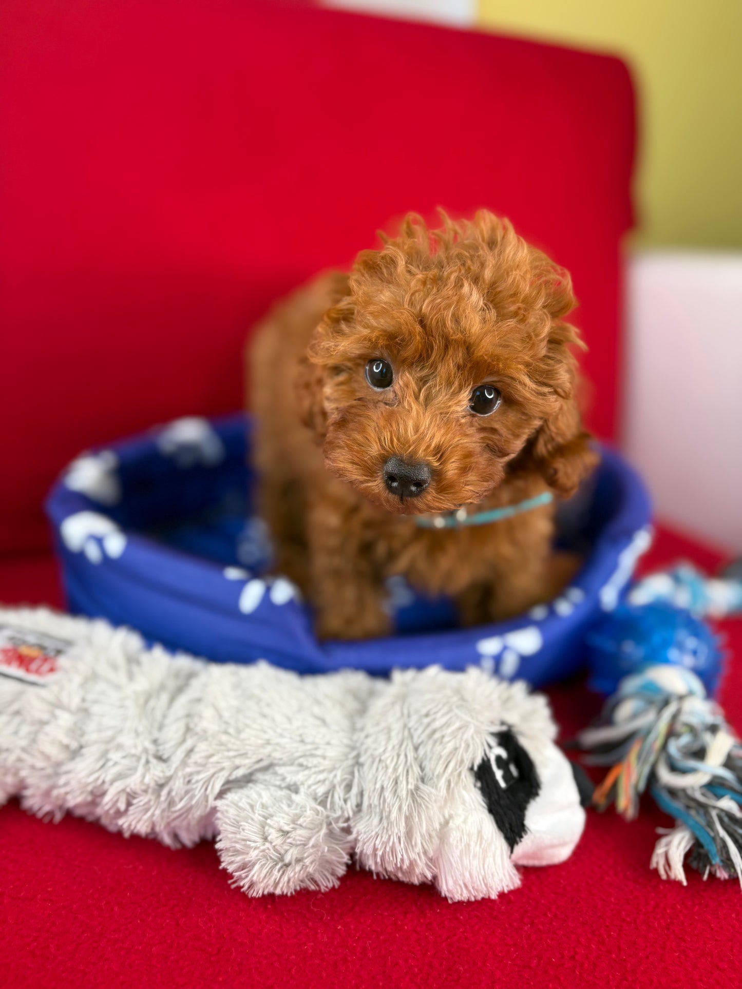 Dark Red Female Teacup Poodle 🐩(Deposit Only ‼️ Please Read The DESCRIPTION Below‼️)