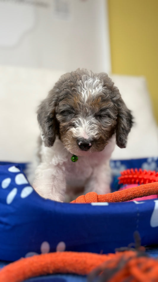 Red Miniature Male Poodle ( Deposit Only, Please Read The DESCRIPTION Below‼️)