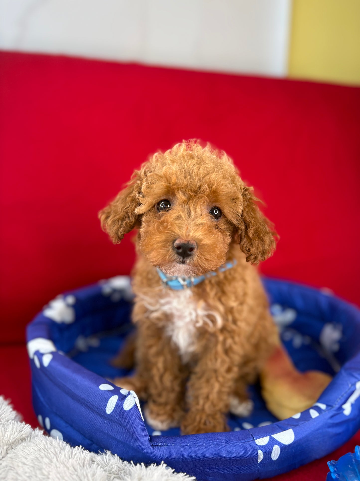 Apricot Female Tiny Toy Poodle ( Deposit Only, Please Read The DESCRIPTION Below‼️)
