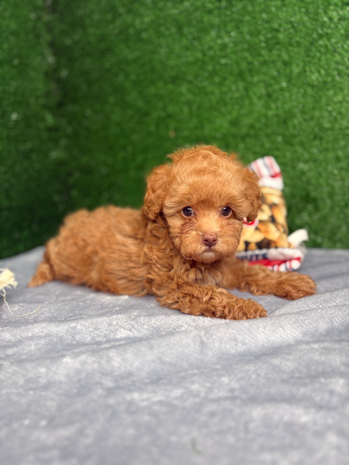 Royal The Apricot Micro Poodle 🐩 (Deposit Only ‼️Please Read The Description Below‼️)
