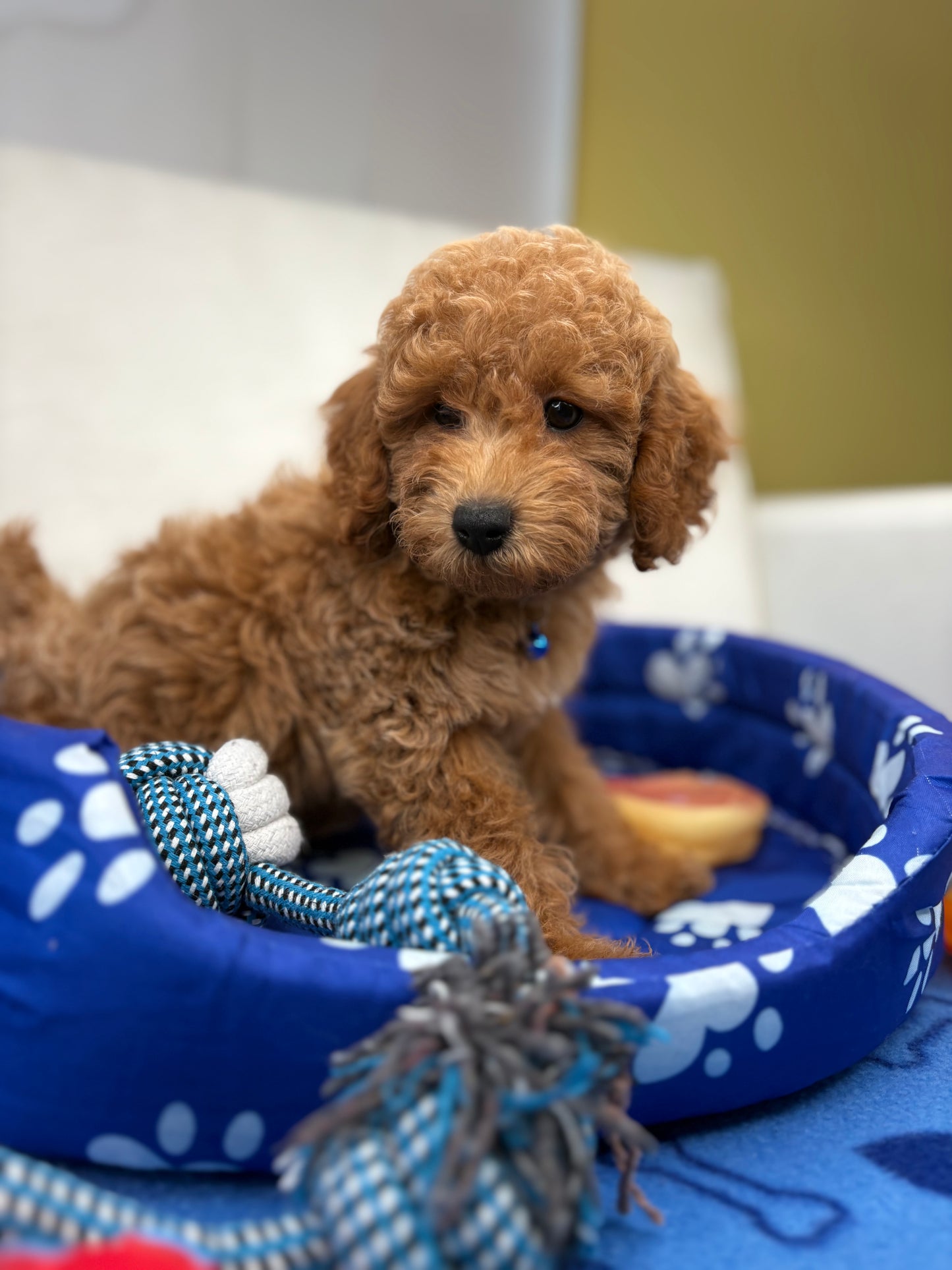 Male Apricot Toy Poodle ( Deposit Only, Please Read The DESCRIPTION Below‼️)
