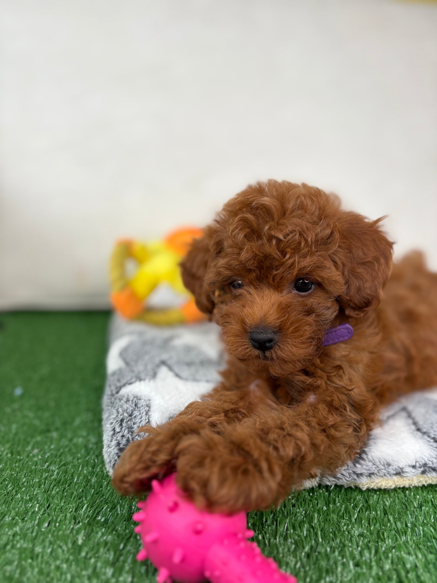Female Micro Poodle (Deposit Only ‼️Please Read The Description Below‼️)