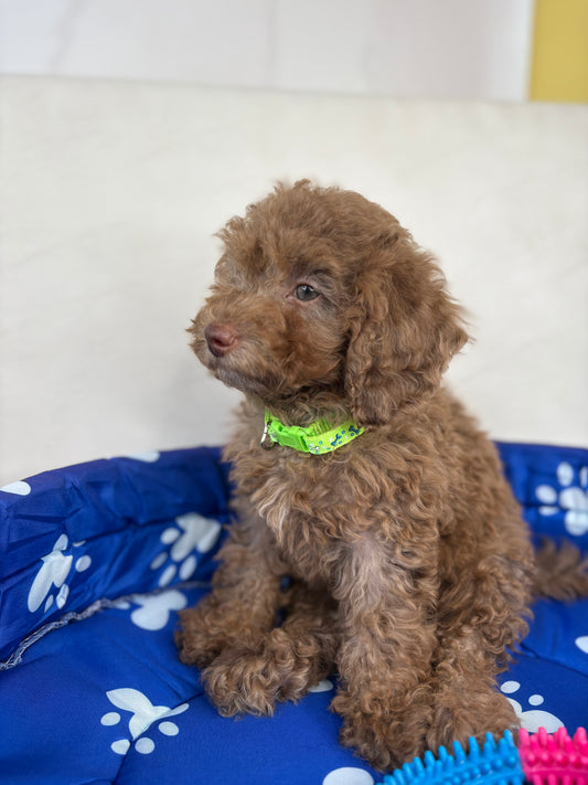 Chocolate Female Miniature Poodle (Deposit Only ‼️ Please Read The DESCRIPTION Below‼️)