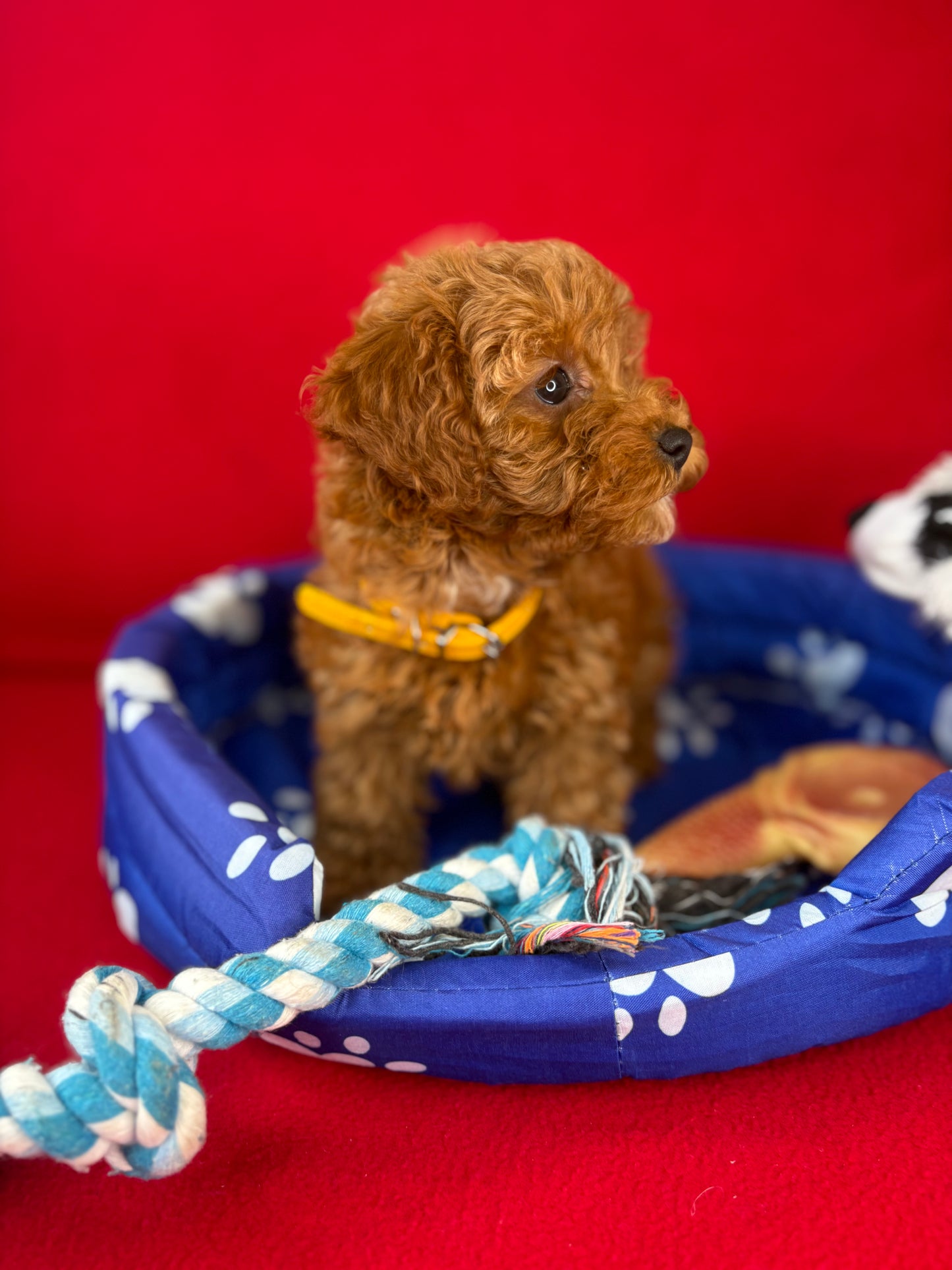 Red Female Teacup Poodle Deposit Only‼️ (Please DESCRIPTION Read Below‼️)