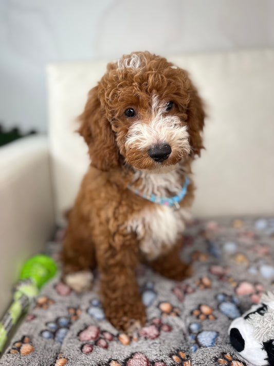 Red And White Male Miniture Poodle 🐩 (Deposit Only, Please Read The Description Below‼️)