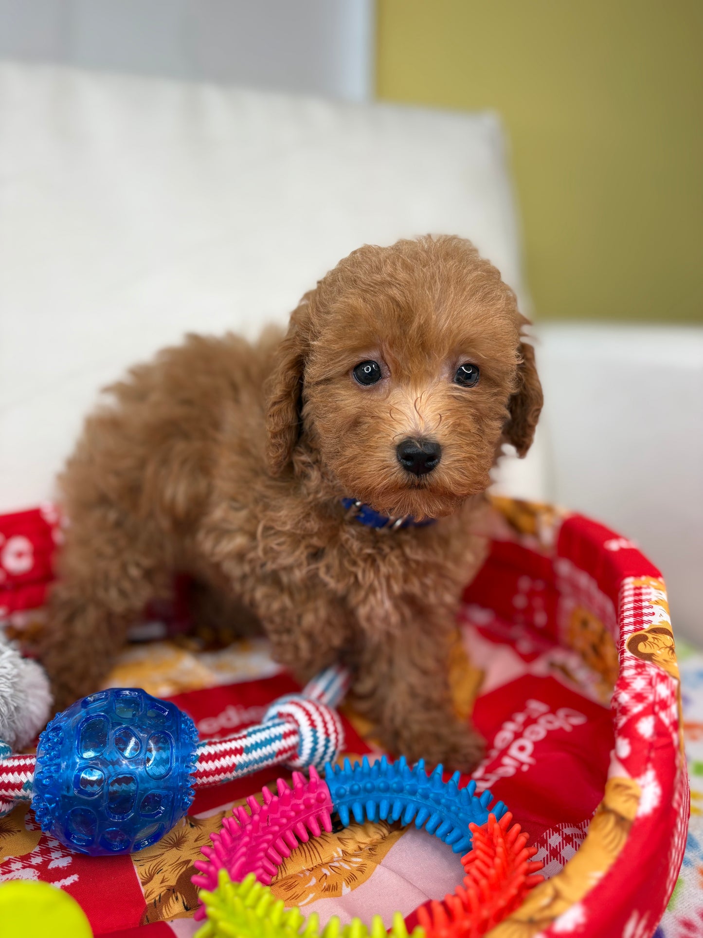 Female Apricot Toy Poodle (Deposit Only Please Read The DESCRIPTION Below‼️