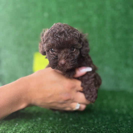 King The Chocolate Micro Poodle 🐩 (Deposit Only‼️ Please Read The Description Below‼️)