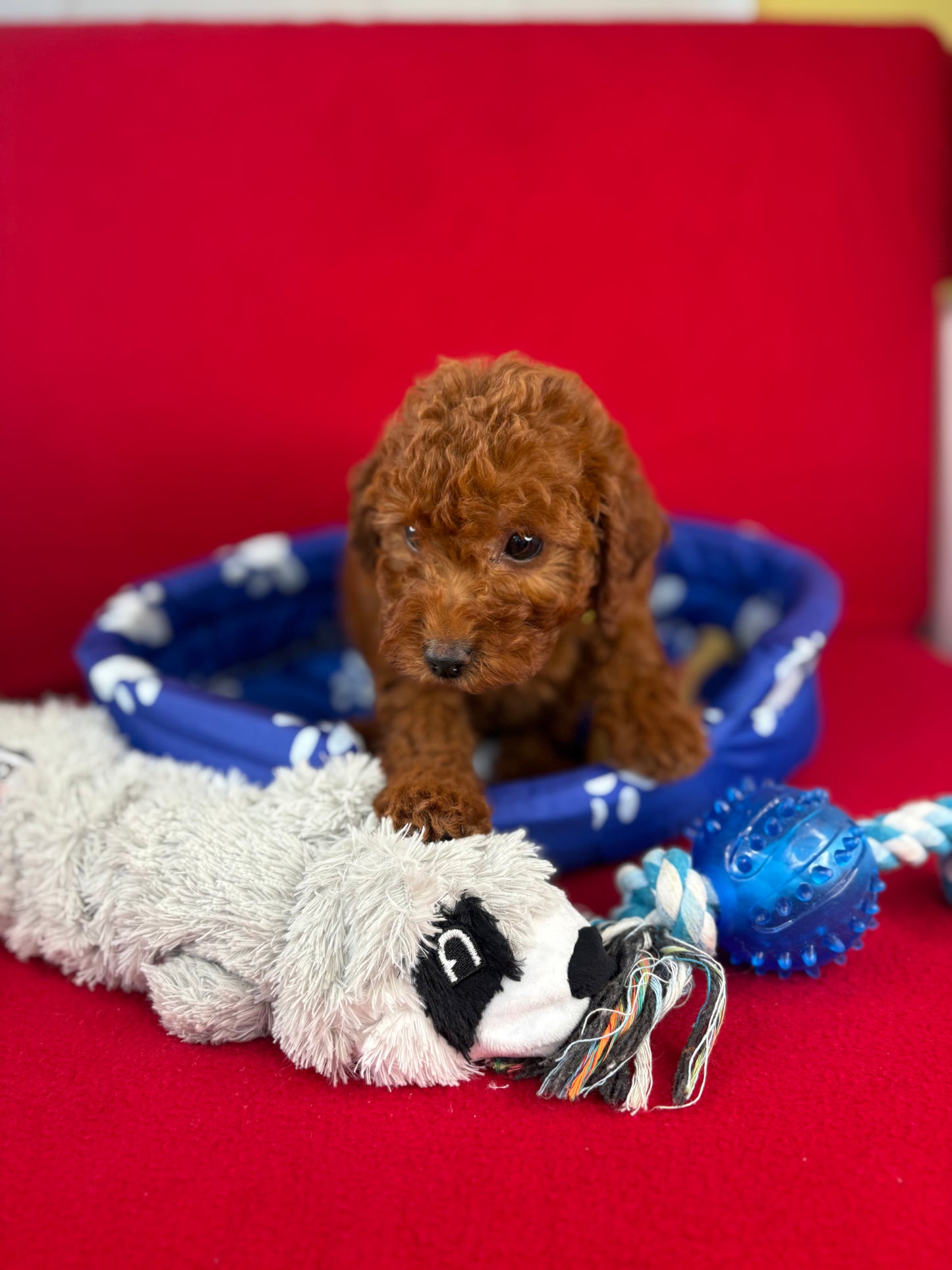 Dark Red Male Toy Poodle ‼️ (Deposit Only Please Read The DESCRIPTION Below‼️