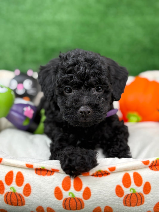 Black Female Toy Poodle ‼️(Deposit Only ‼️ Please Read The Description Below ‼️)