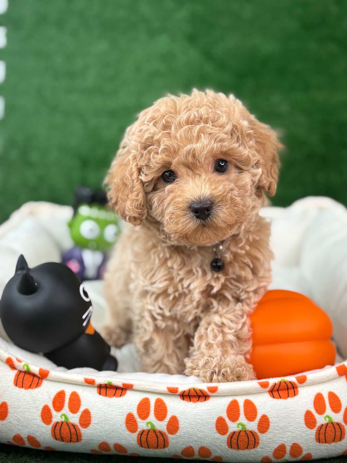 Apricot Female Toy Poodle (Deposit Only‼️Please Read The Description Below‼️)