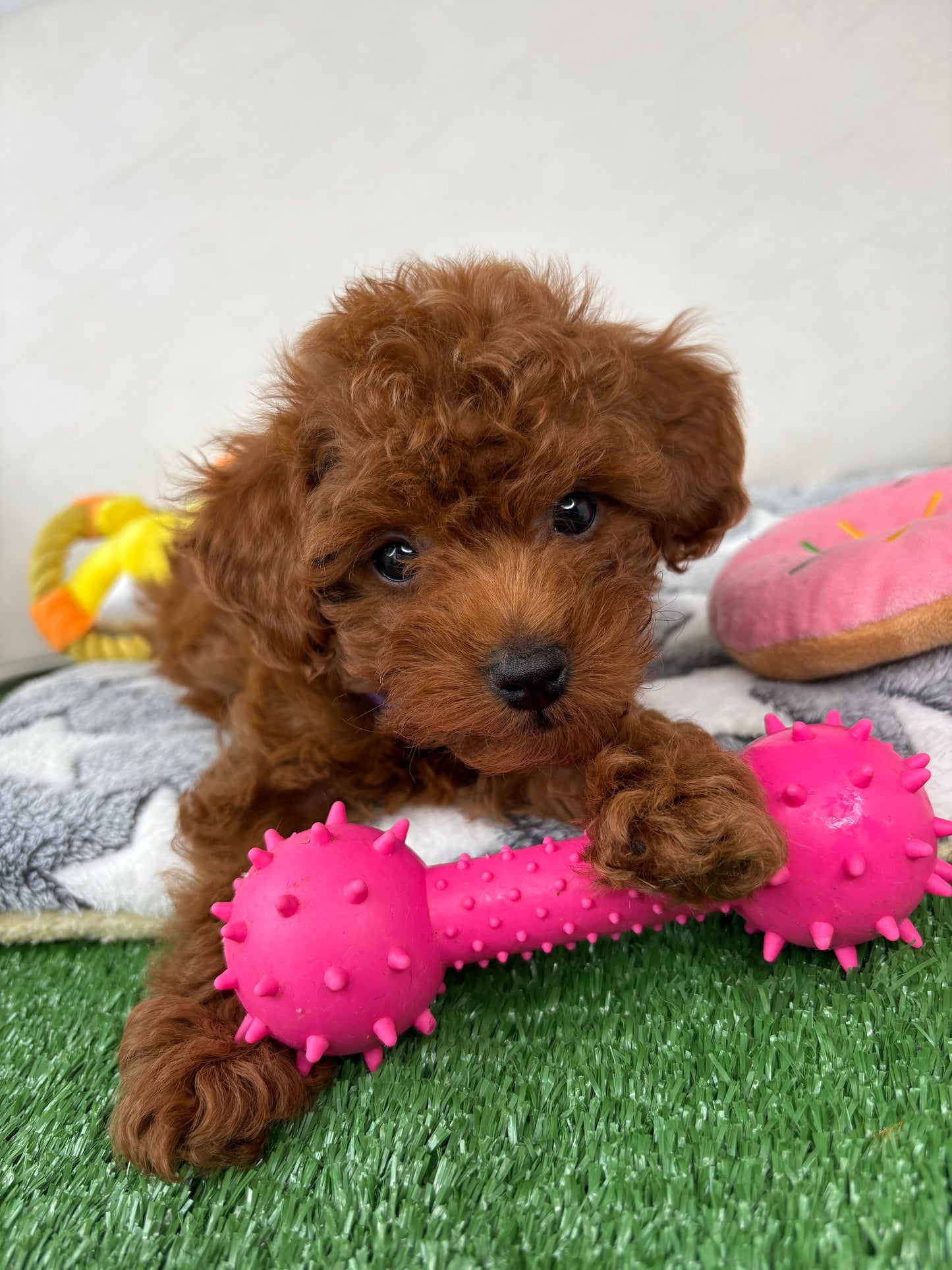 Female Micro Poodle (Deposit Only ‼️Please Read The Description Below‼️)