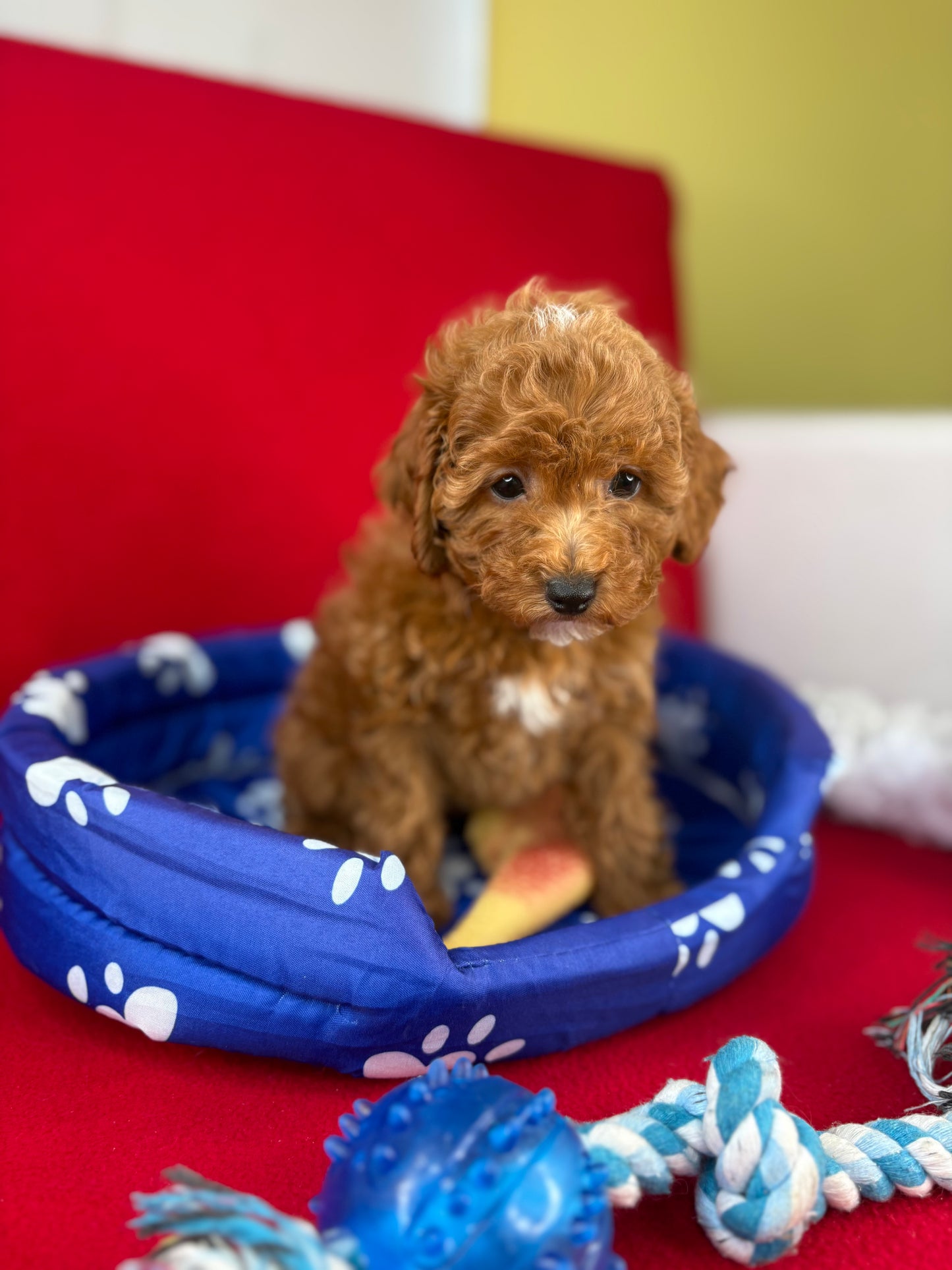 Red Female Toy Poodle 🐩 (Deposit Only‼️Please Read The Description Below‼️)