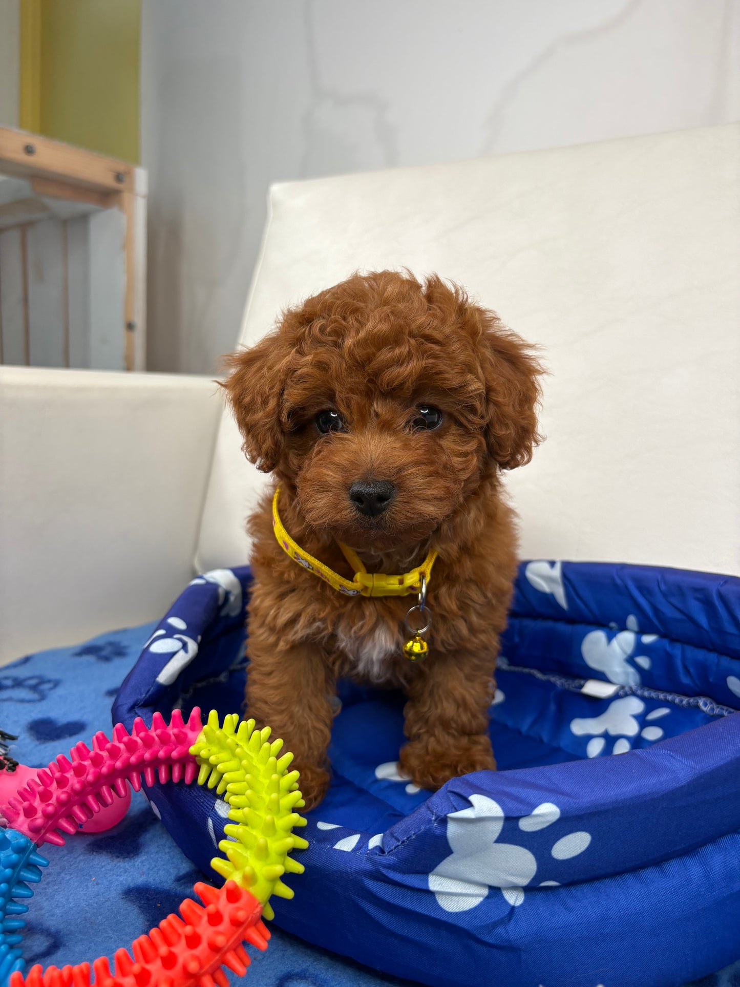 Dark Red Female Toy Poodle (Deposit Only ‼️ Please Read DESCRIPTION Below‼️)