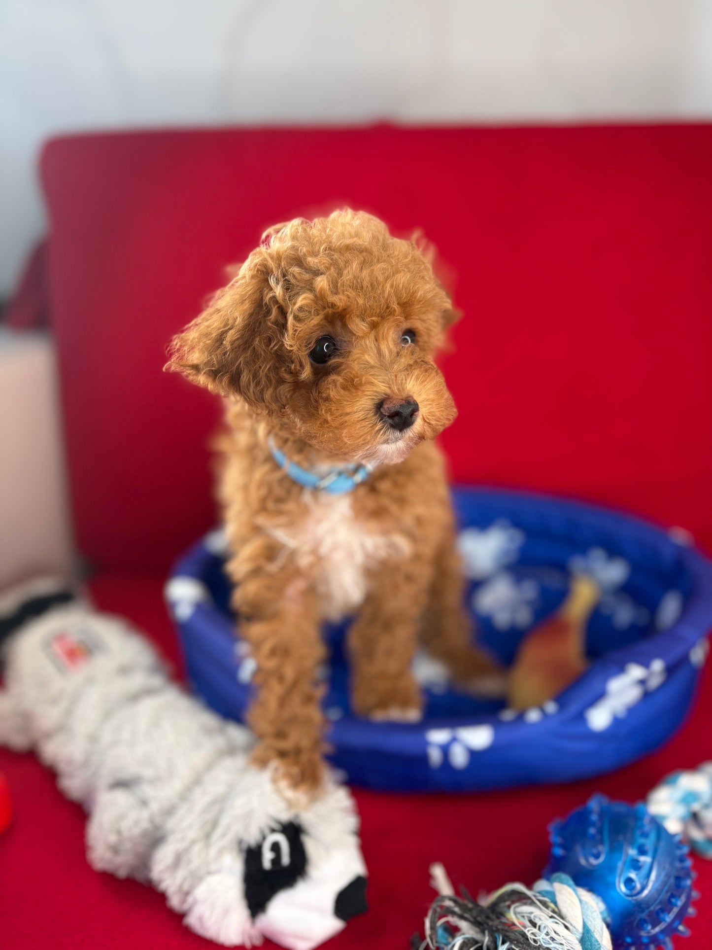 Apricot Female Tiny Toy Poodle ( Deposit Only, Please Read The DESCRIPTION Below‼️)