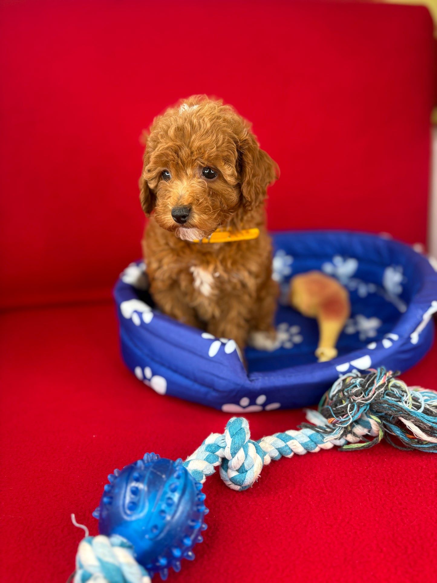 Red Female Toy Poodle 🐩 (Deposit Only‼️Please Read The Description Below‼️)