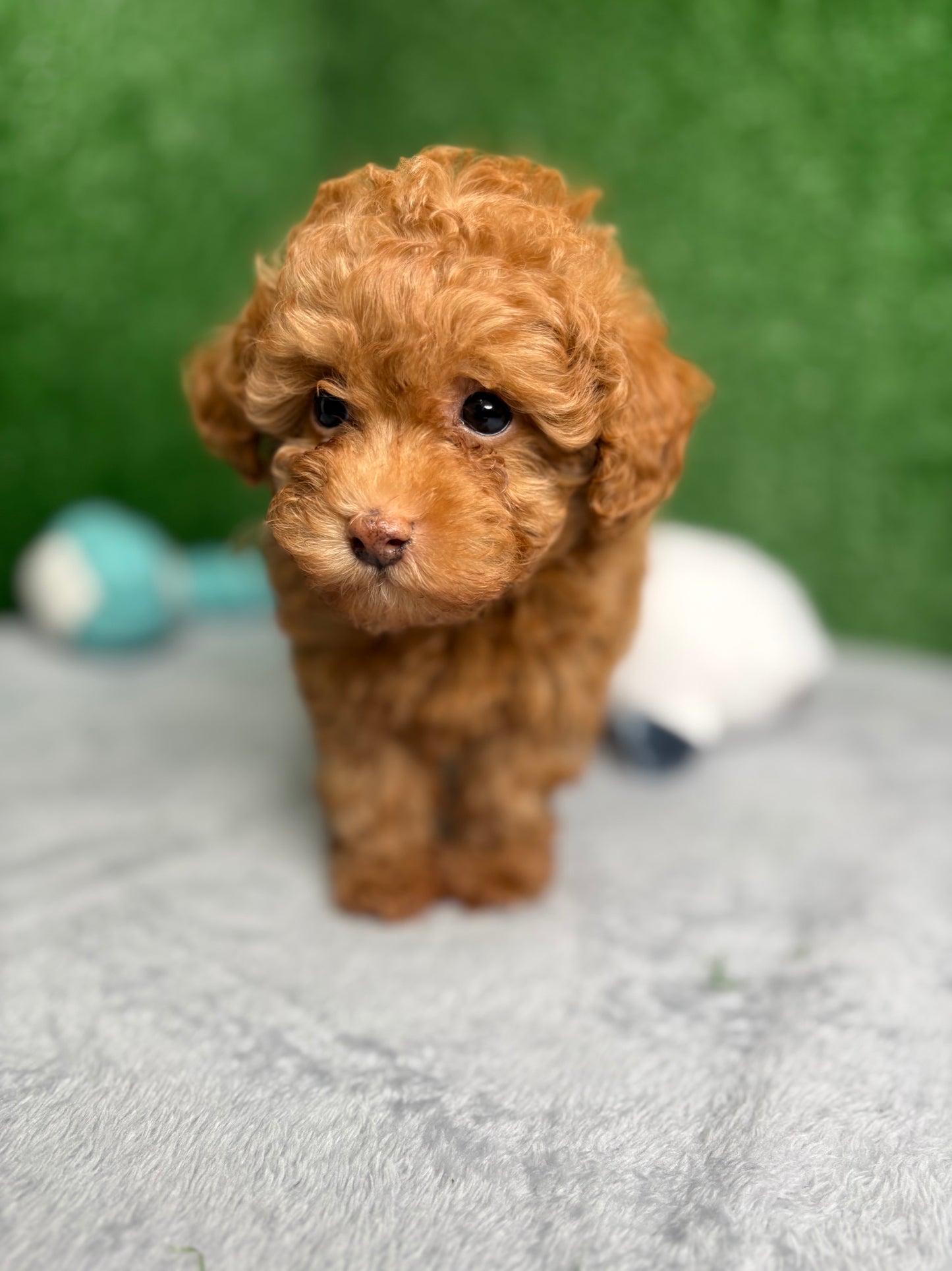 Zen The Micro Poodle 🐩 (Deposit Only ‼️Please Read The Description Below‼️)