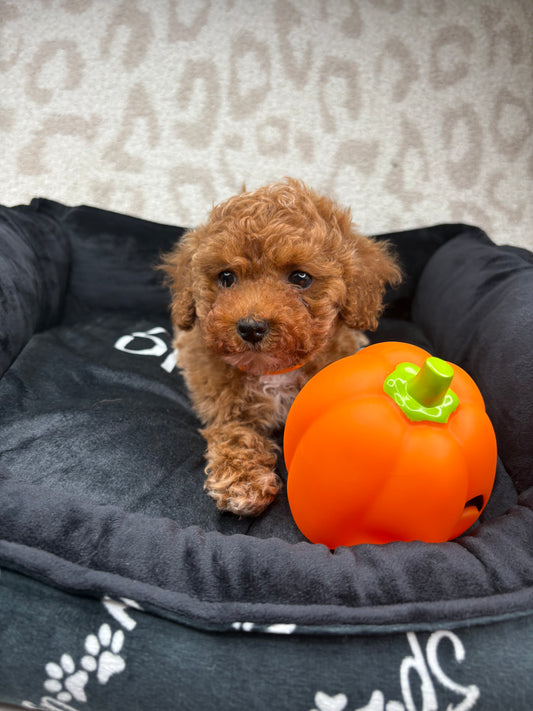 Apricot Male Teacup Poodle 🐩 ‼️(Deposit Only, Please Read The Description Below‼️)