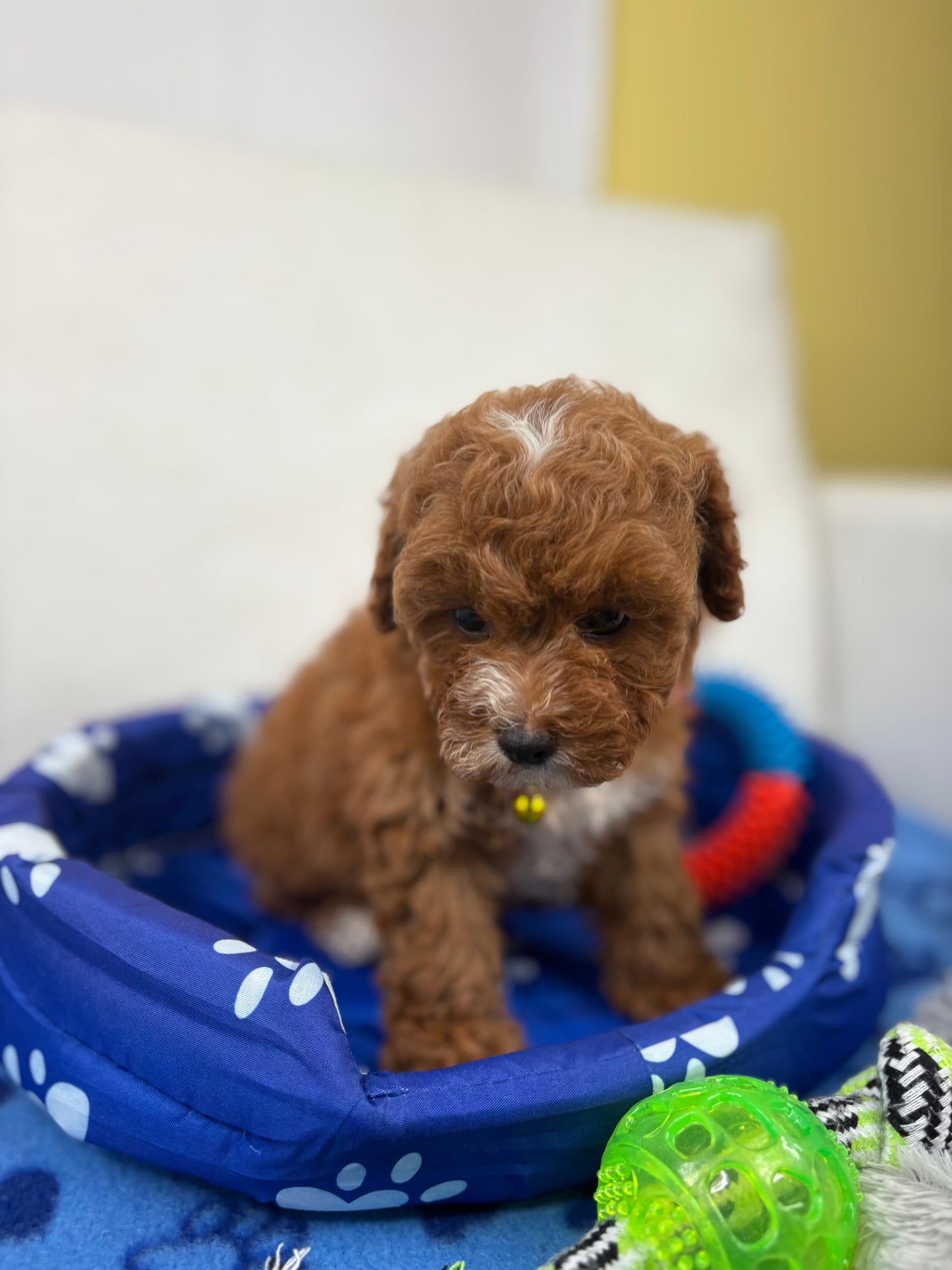 Red And White Female Toy Poodle ‼️ (Deposit Only Please Read The DESCRIPTION Below‼️