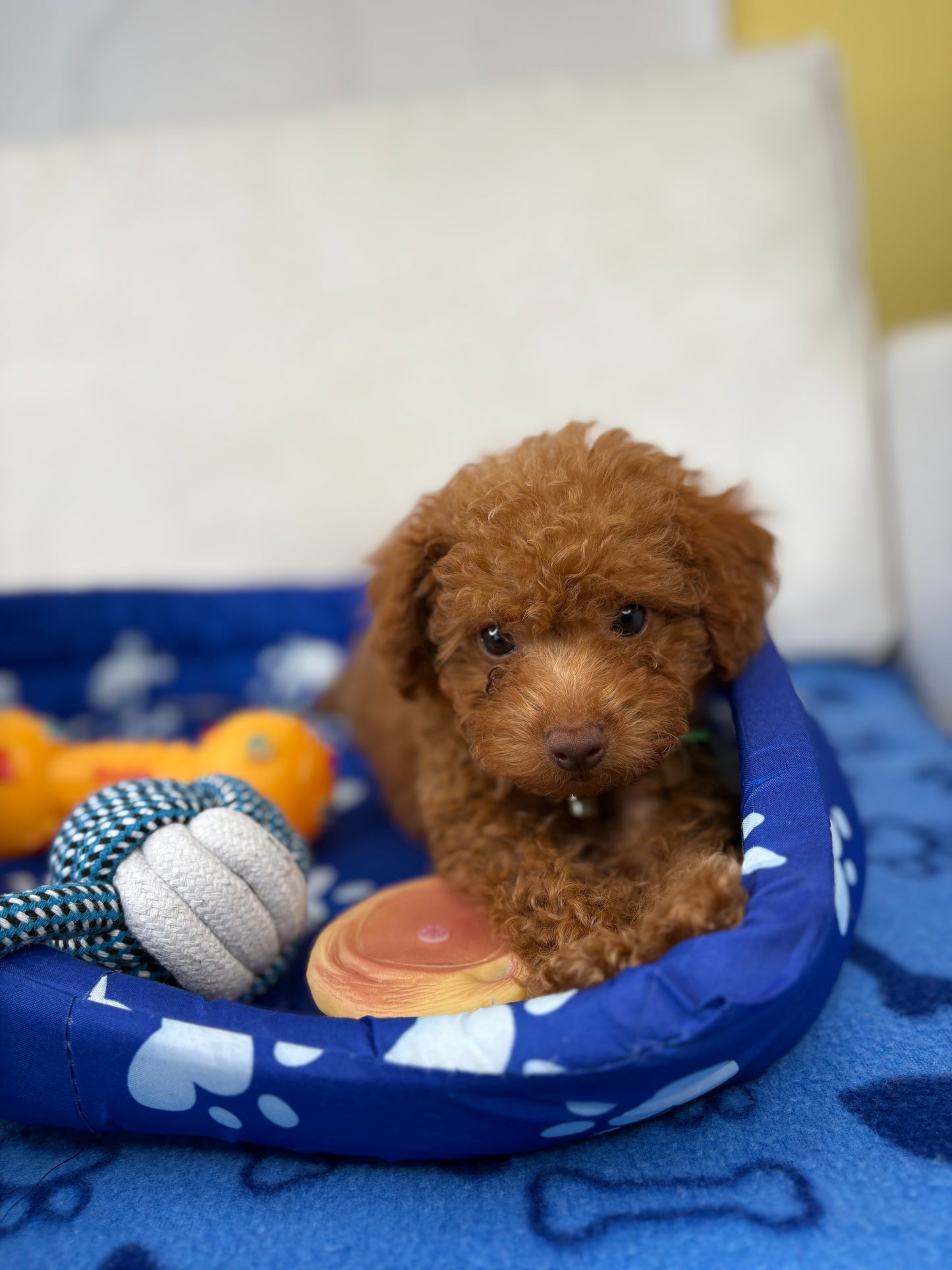 Male Teacup Poodle ‼️(Deposit Only, Please Read The Description Below‼️)