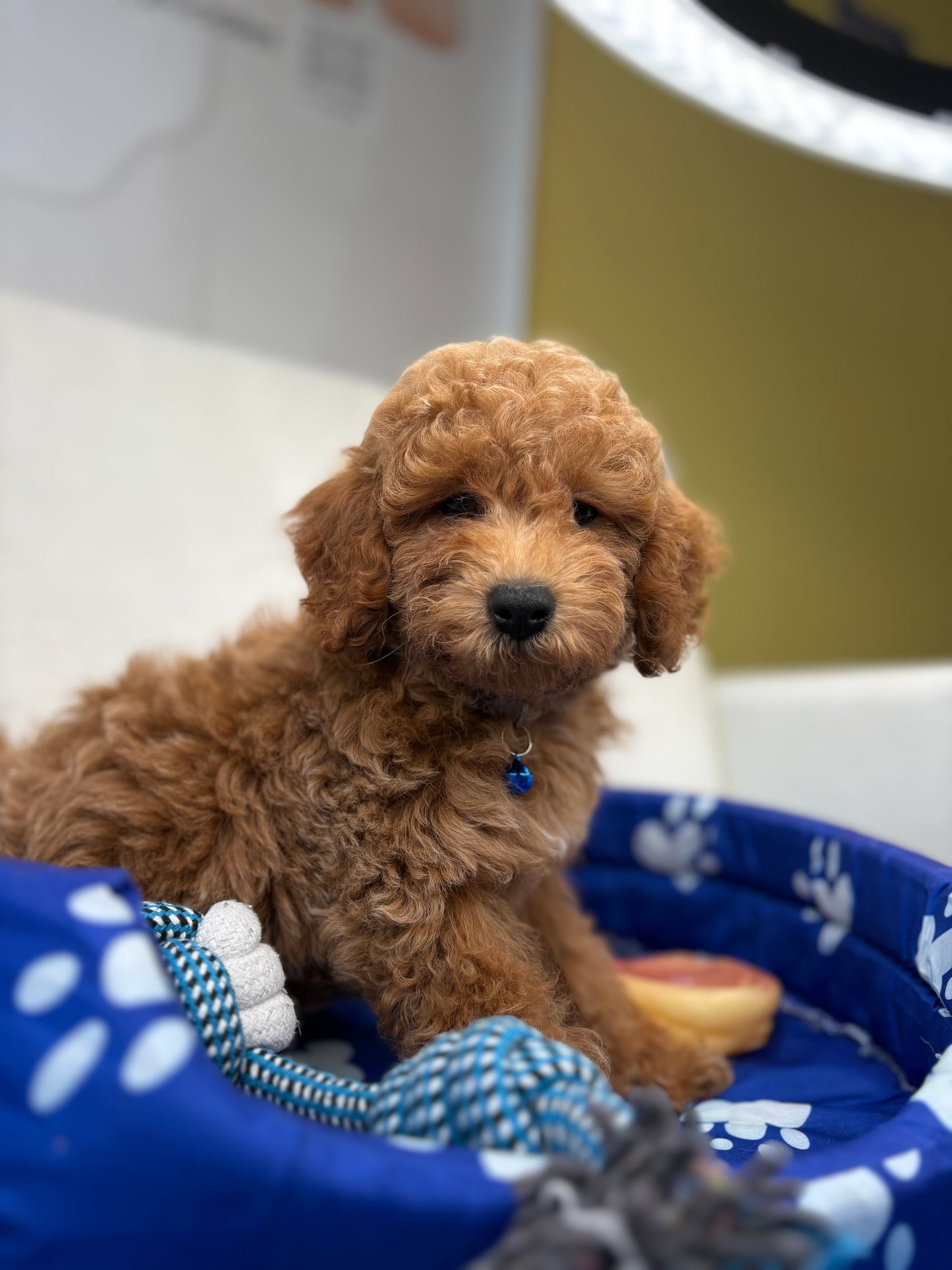 Male Apricot Toy Poodle ( Deposit Only, Please Read The DESCRIPTION Below‼️)