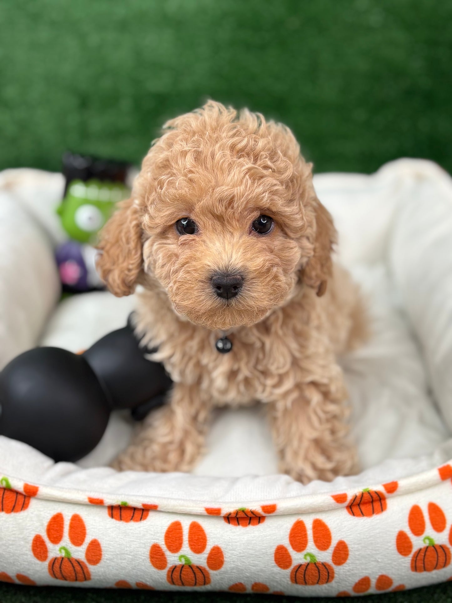 Apricot Female Toy Poodle (Deposit Only‼️Please Read The Description Below‼️)