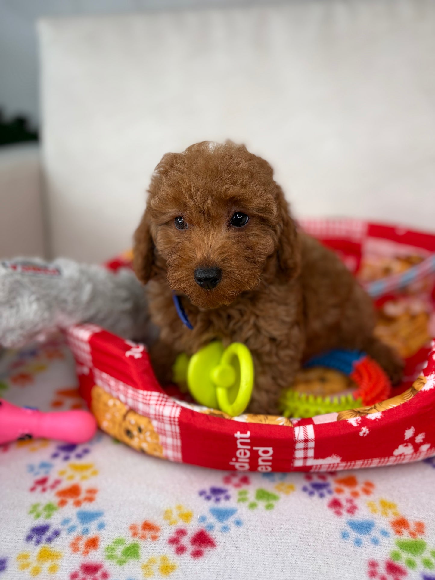 Red Female Toy Poodle 🐩 (Deposit Only ‼️ Please Read The Description Below ‼️)