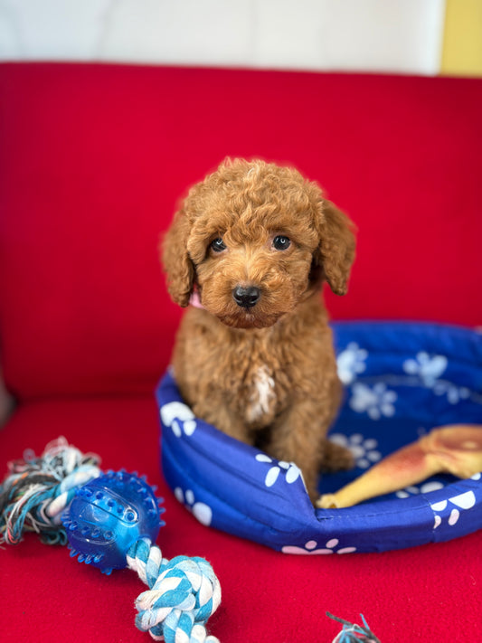 Red Male Toy Poodle 🐩 (Deposit Only‼️Please Read The Description Below‼️)