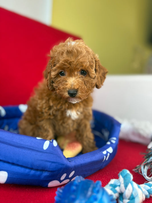 Red Female Toy Poodle 🐩 (Deposit Only‼️Please Read The Description Below‼️)