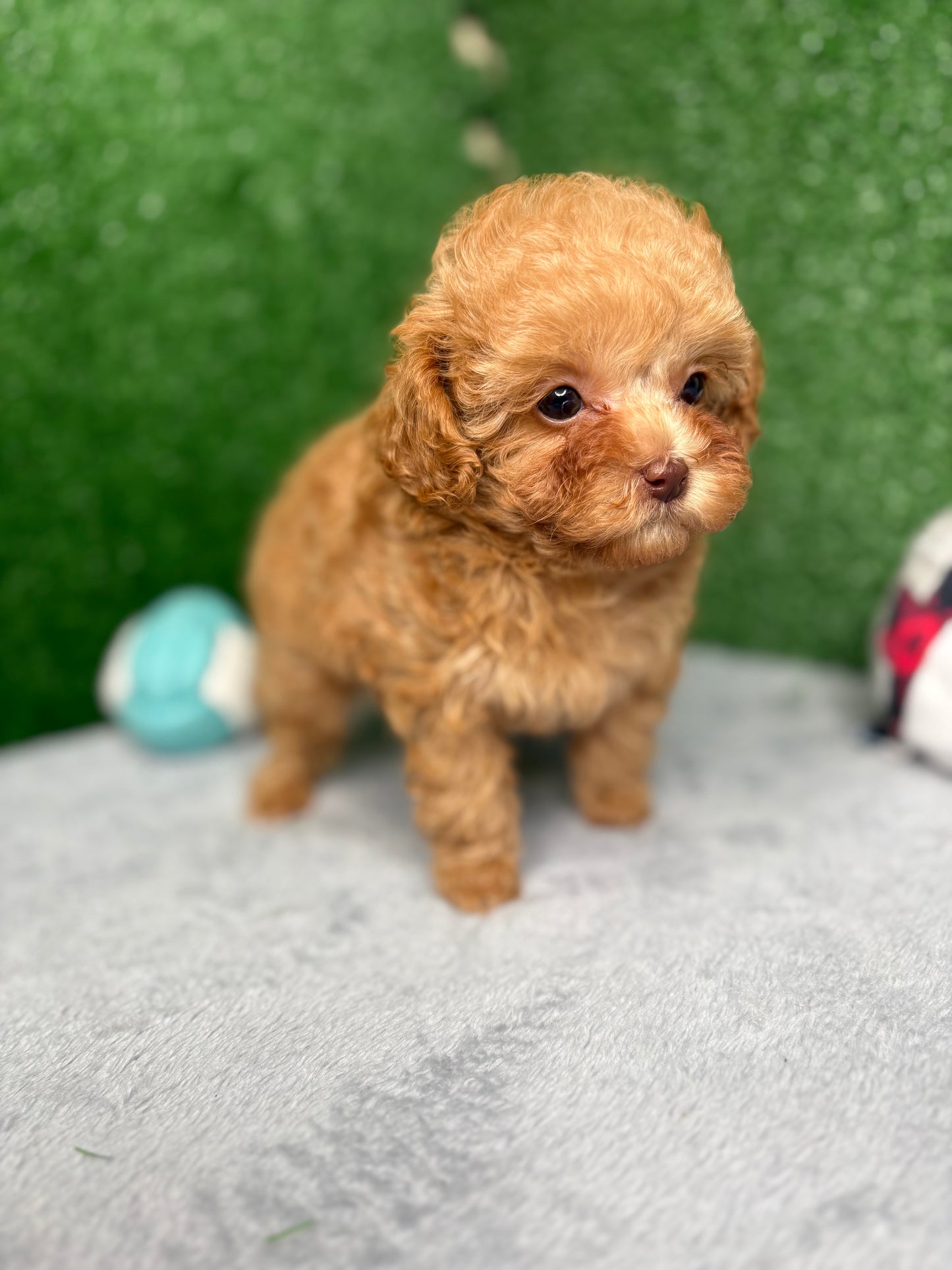 Paisley The Micro Poodle (Deposit Only ‼️‼️ Please DESCRIPTION Read Below‼️)