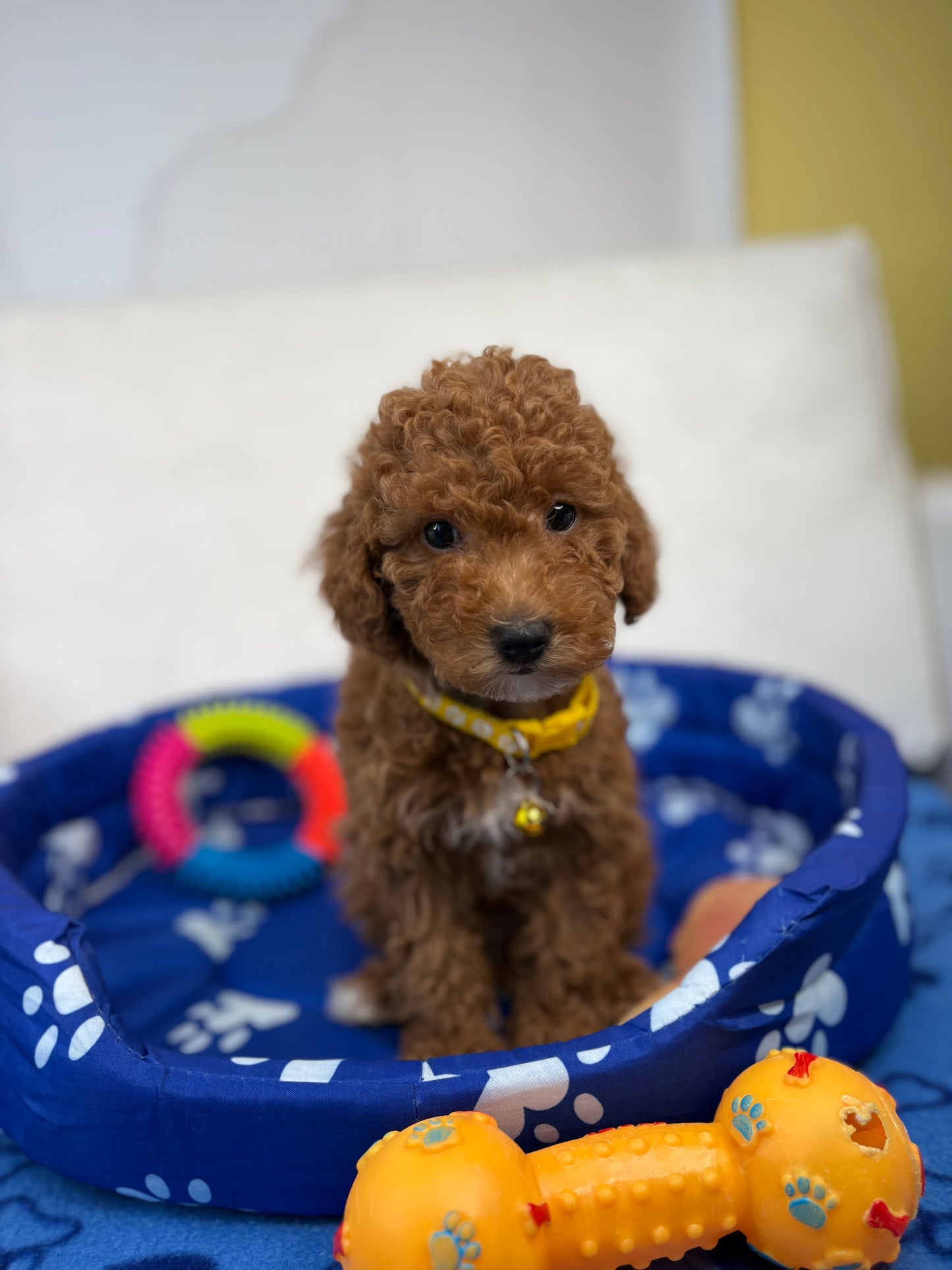 Female Toy Poodle (Deposit Only‼️Please Read The Description Below‼️)