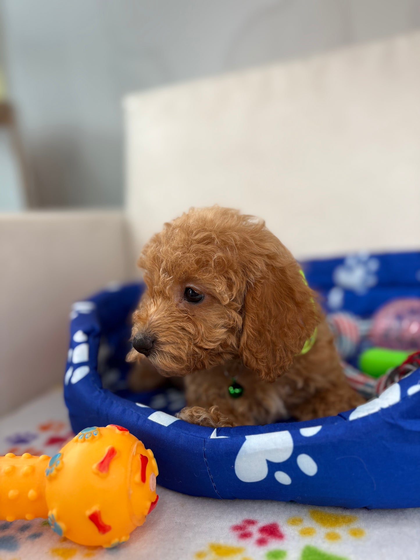 Female Apricot Toy Poodle ( Deposit Only, Please Read The DESCRIPTION Below‼️)