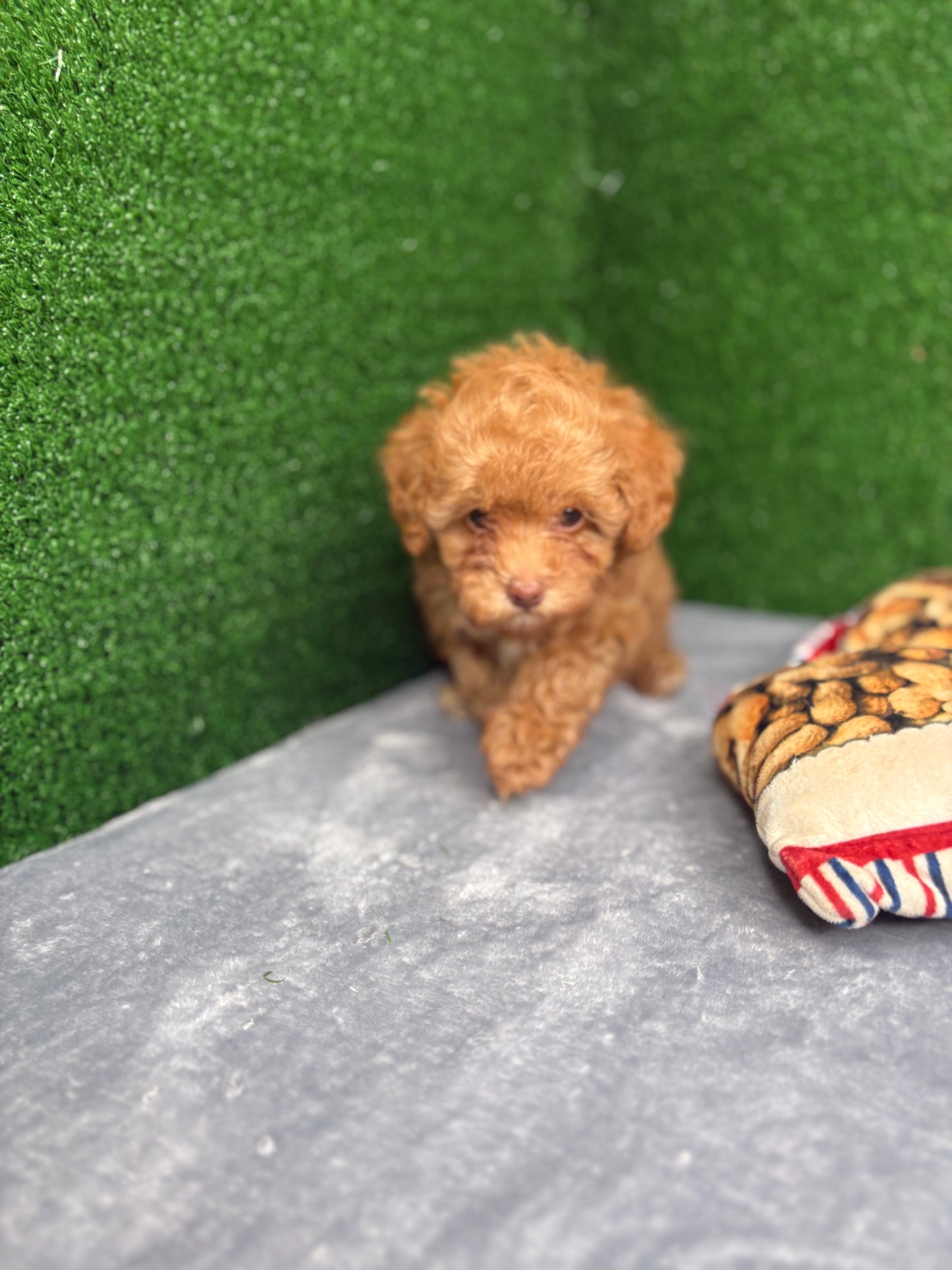 Royal The Apricot Micro Poodle 🐩 (Deposit Only ‼️Please Read The Description Below‼️)