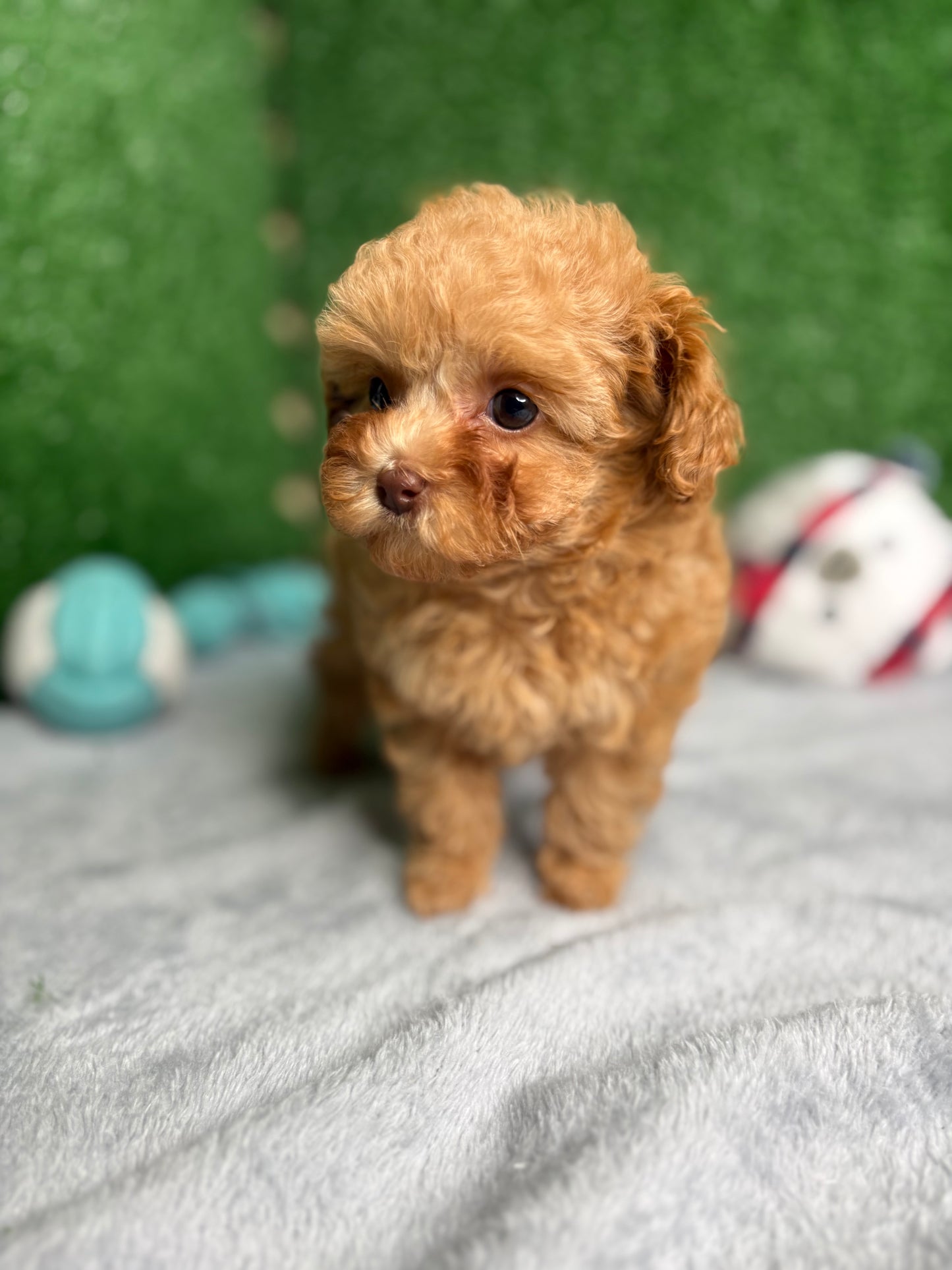 Paisley The Micro Poodle (Deposit Only ‼️‼️ Please DESCRIPTION Read Below‼️)