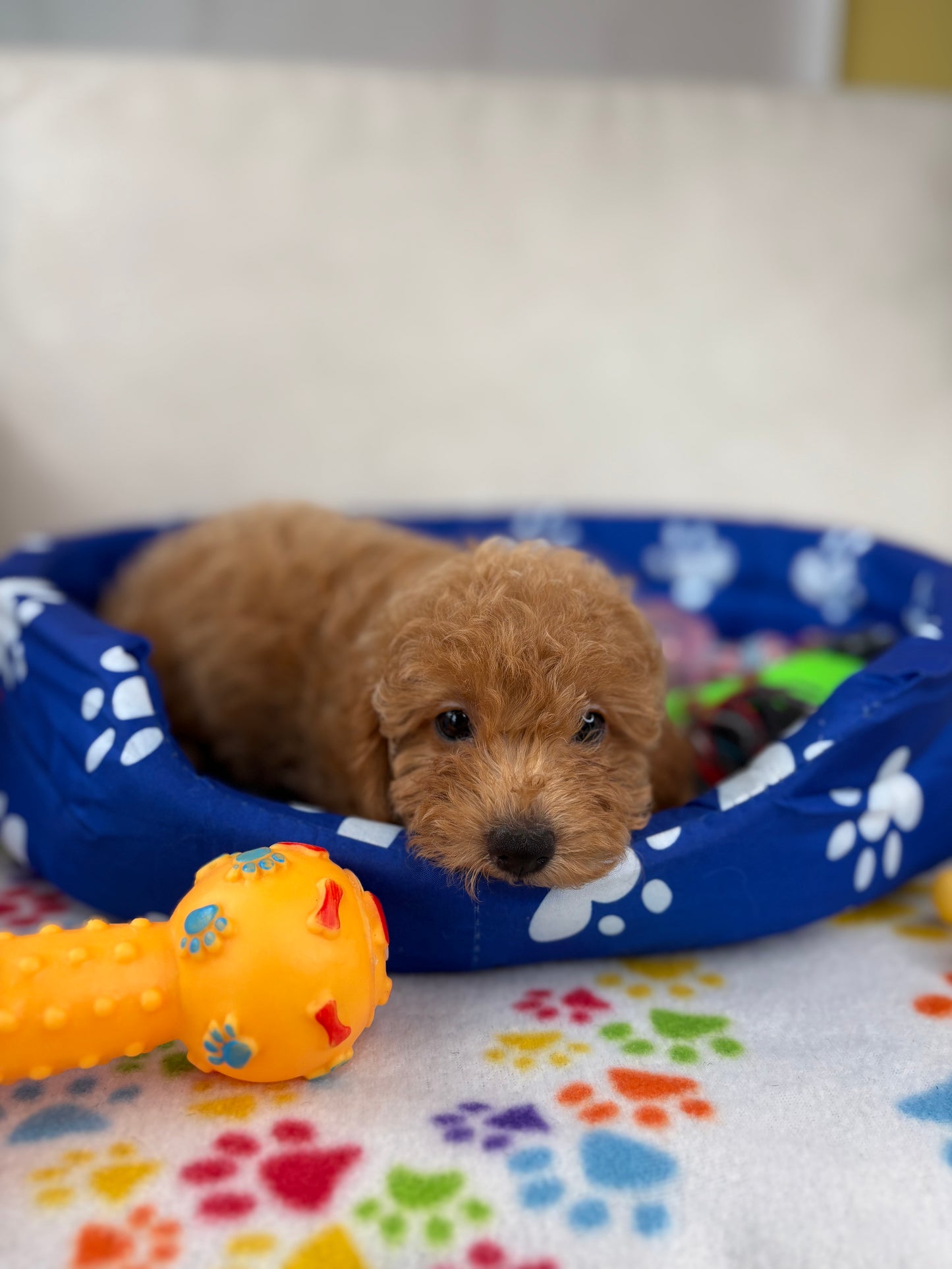 Female Apricot Toy Poodle ( Deposit Only, Please Read The DESCRIPTION Below‼️)