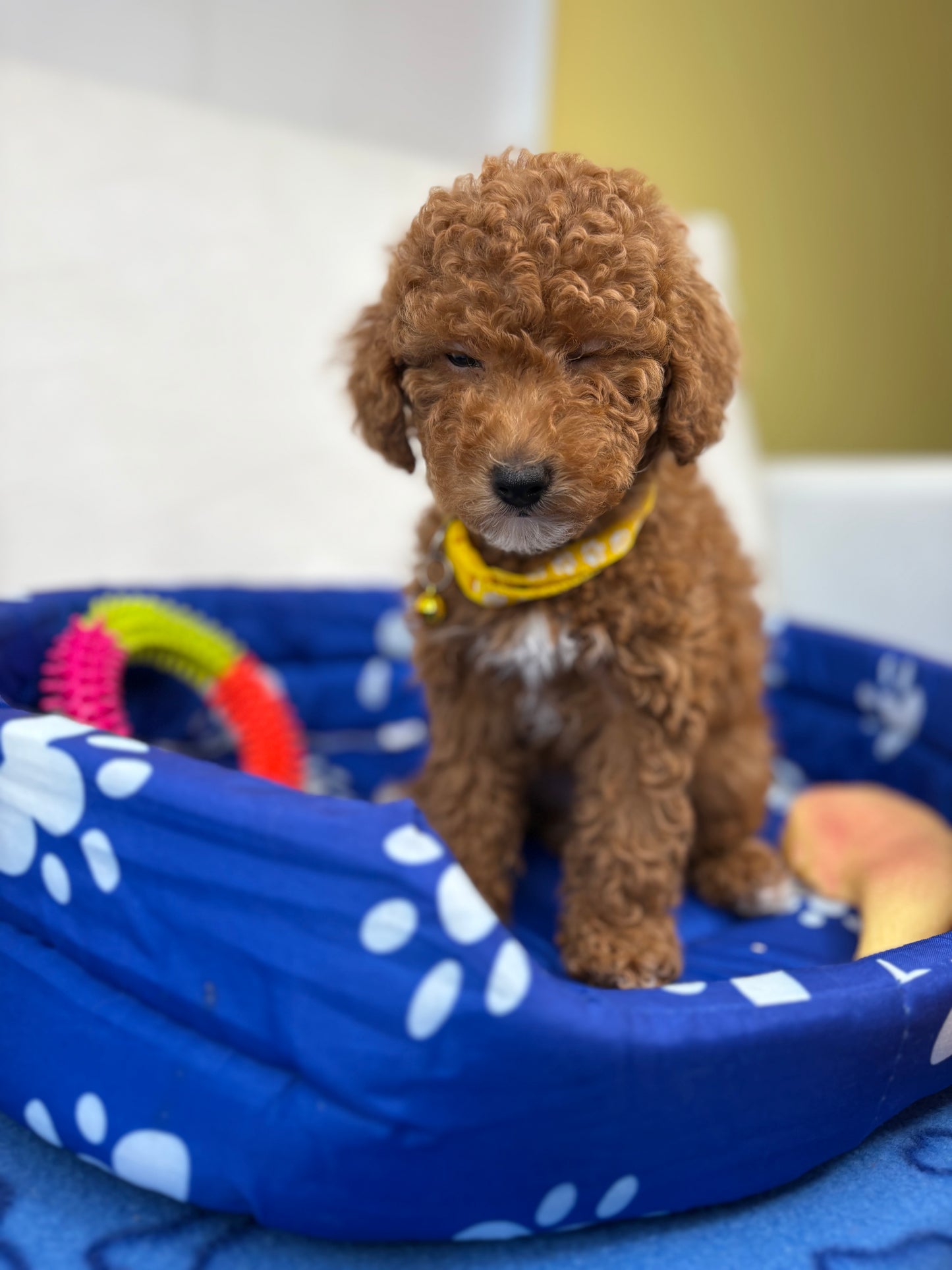 Female Toy Poodle (Deposit Only‼️Please Read The Description Below‼️)
