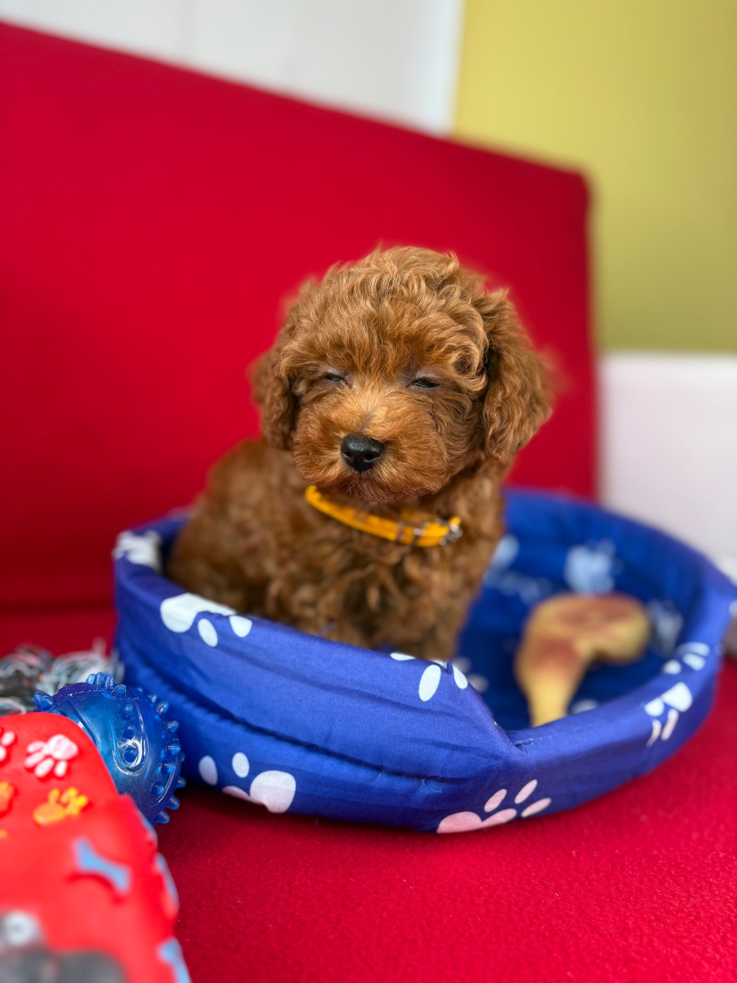 Red Male Teacup Poodle ‼️(Deposit Only ‼️ Please Read The Description Below ‼️)