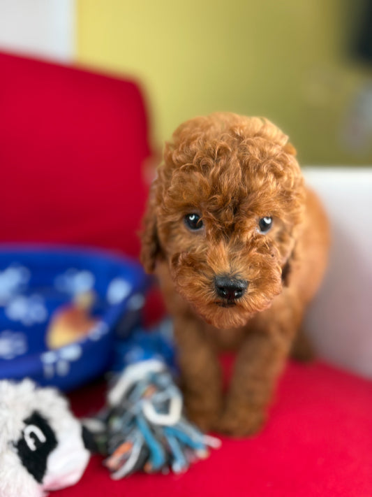 Red Female Toy Poodle (Deposit Only, Please Read The Description Below‼️)