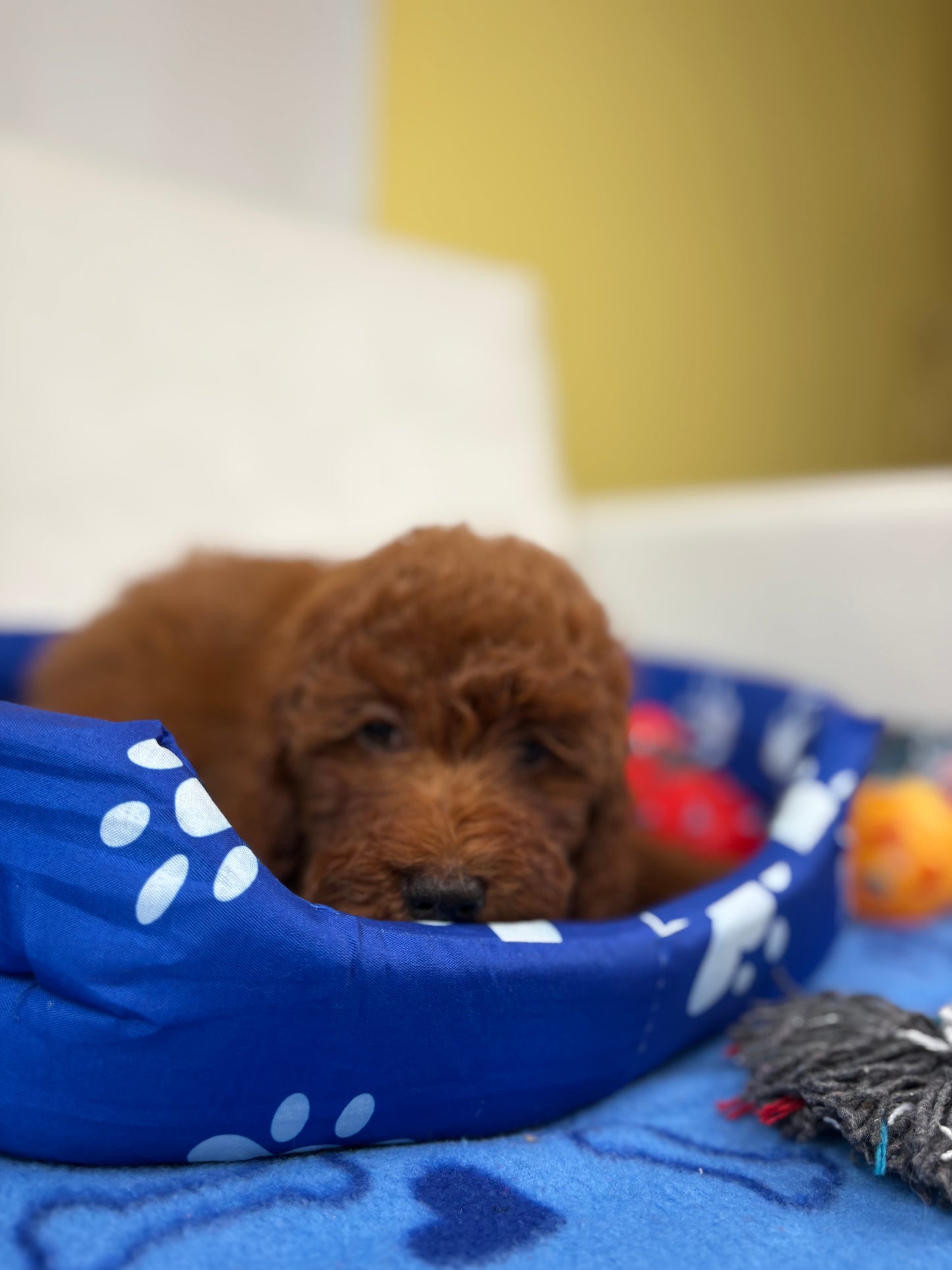 Super Red Male Toy Poodle (Deposit Only, Please Read The Description Below‼️)