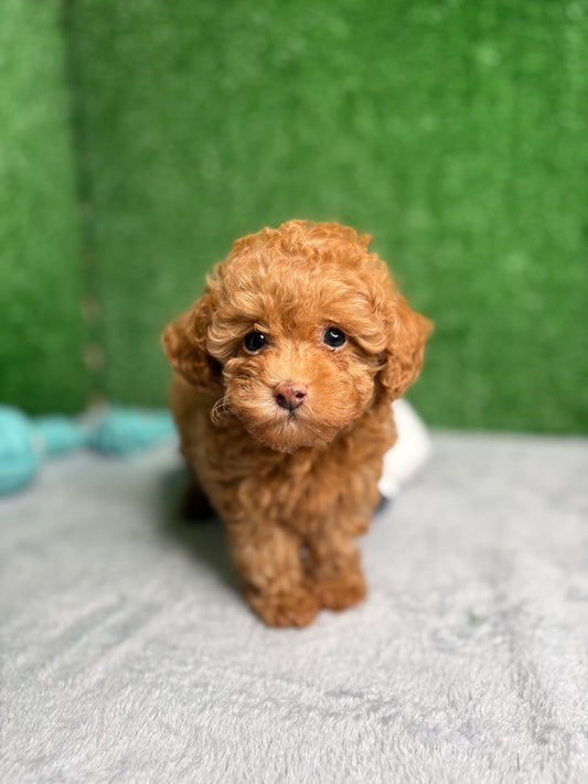 Zen The Micro Poodle 🐩 (Deposit Only ‼️Please Read The Description Below‼️)