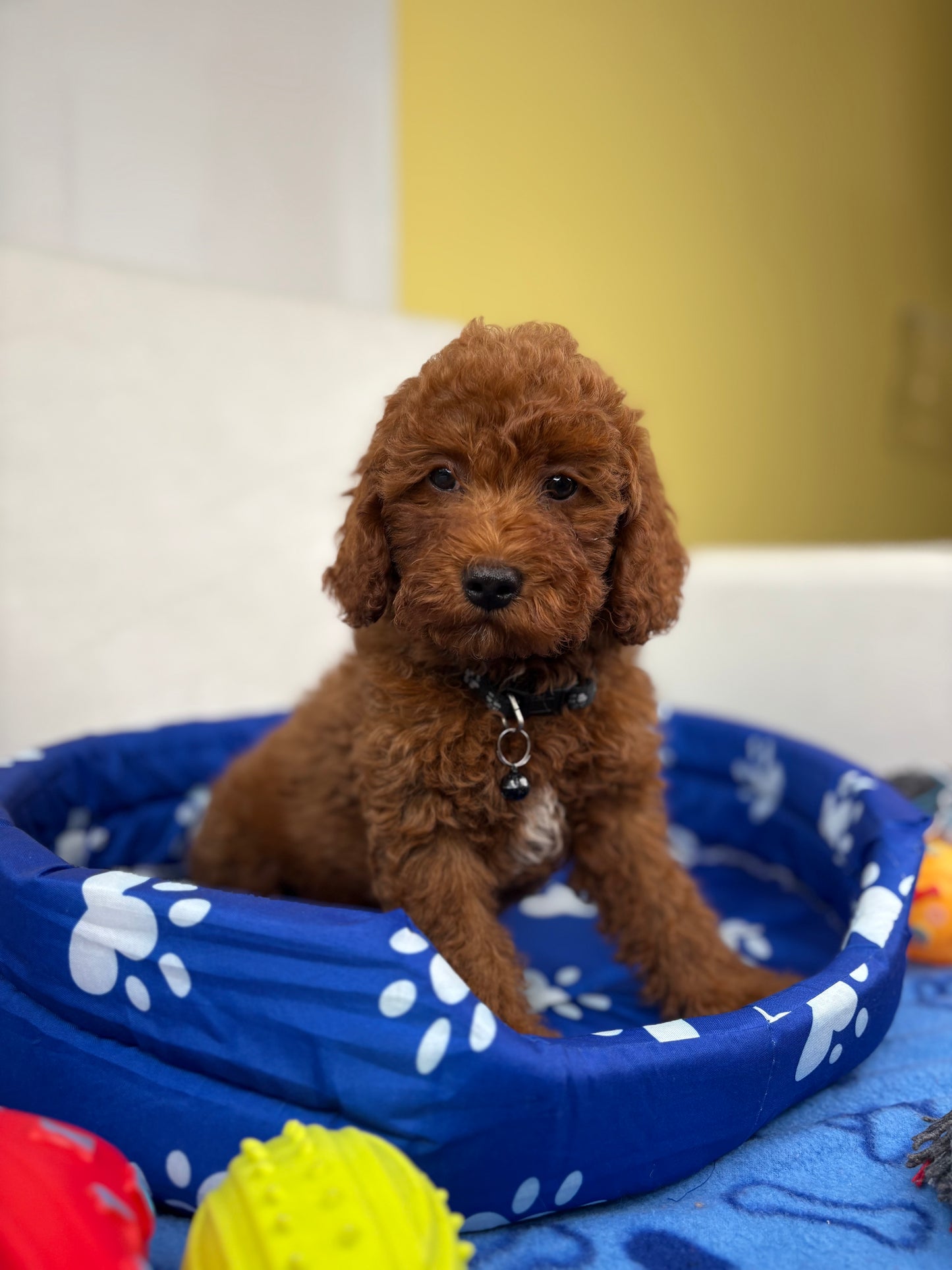 Super Red Male Toy Poodle (Deposit Only, Please Read The Description Below‼️)