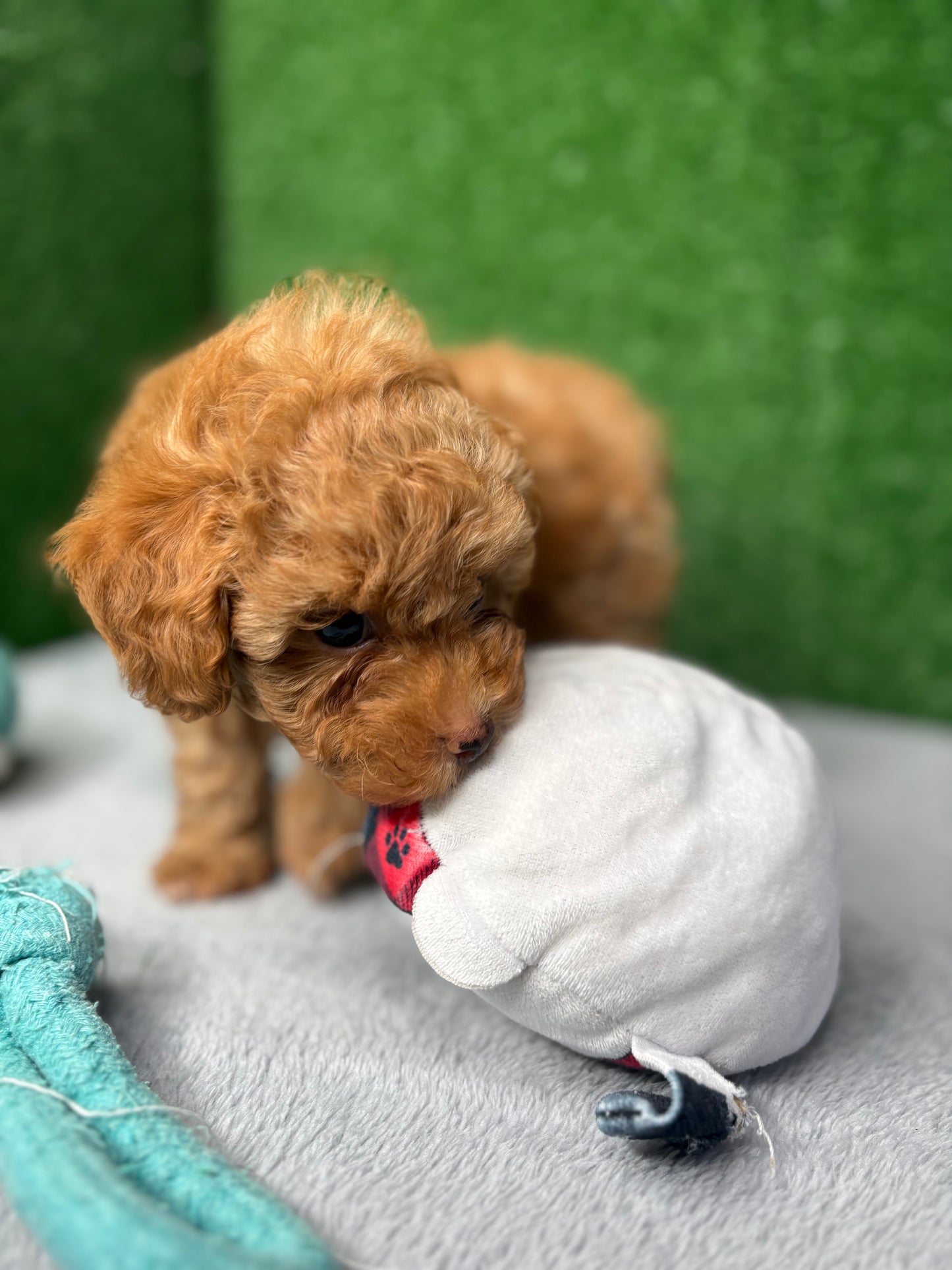 Legend Apricot Micro Poodle 🐩 (Deposit Only ‼️Please Read The Description Below‼️)