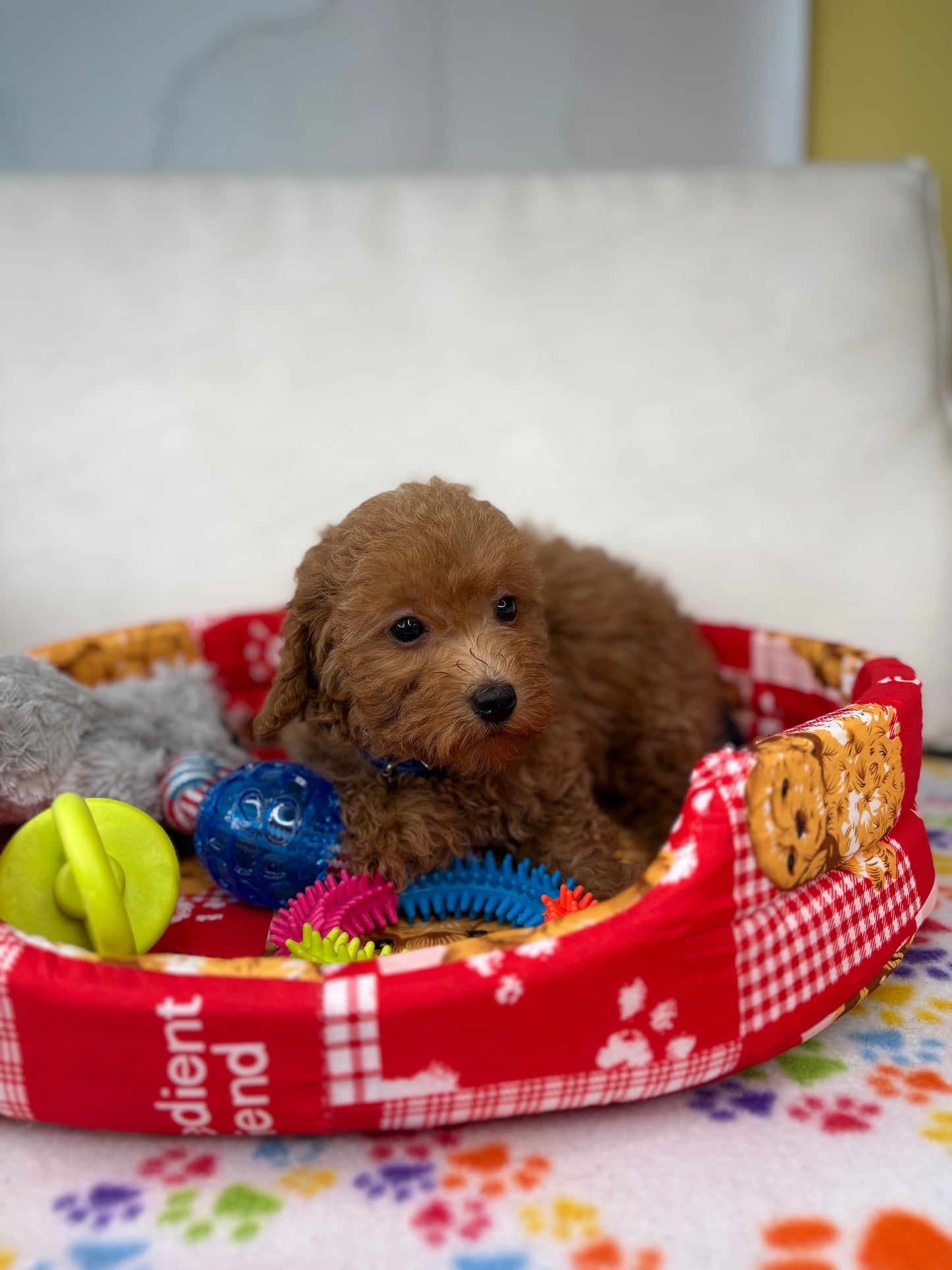 Female Apricot Toy Poodle (Deposit Only Please Read The DESCRIPTION Below‼️