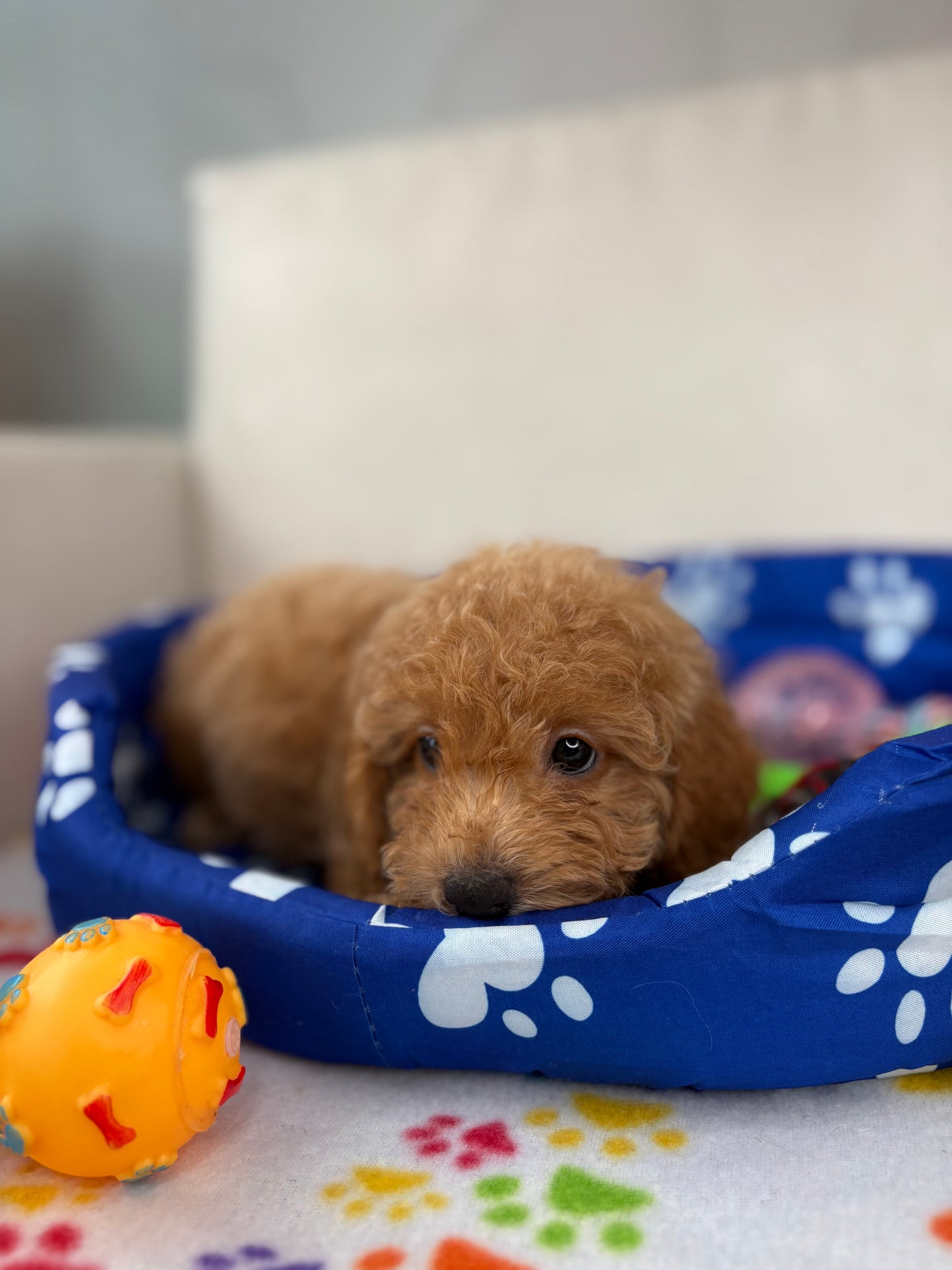 Female Apricot Toy Poodle ( Deposit Only, Please Read The DESCRIPTION Below‼️)